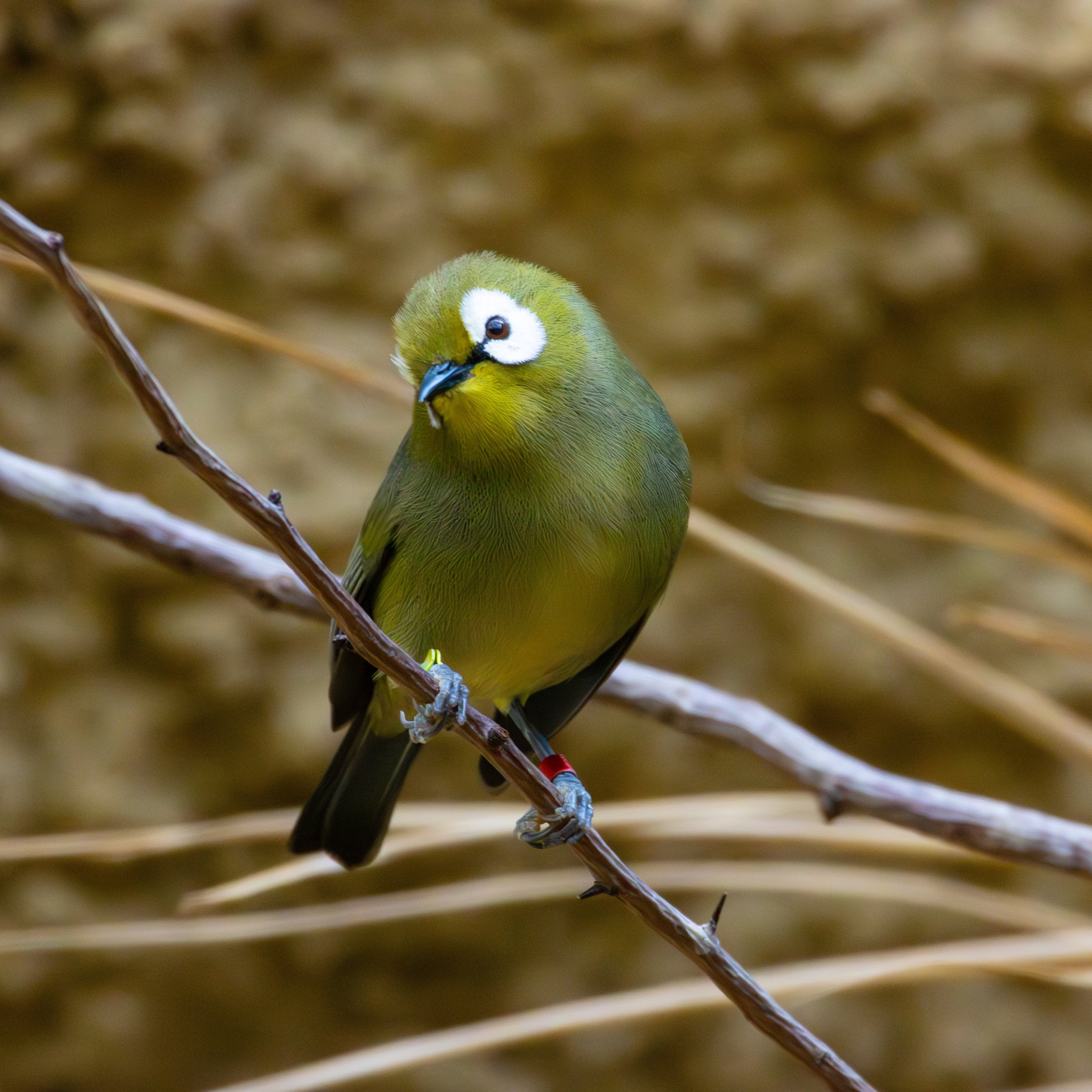 10.03.2023 - Kilimandscharo Bergbrillenvogel