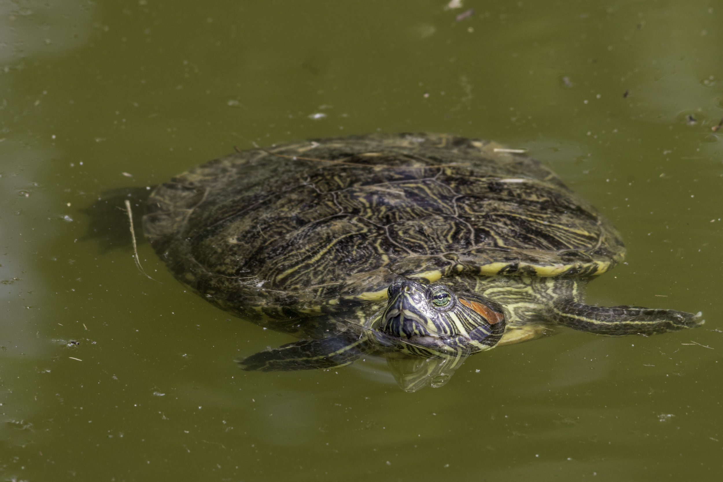 2023 06 02 - Rotwangen Schmuckschildkröte