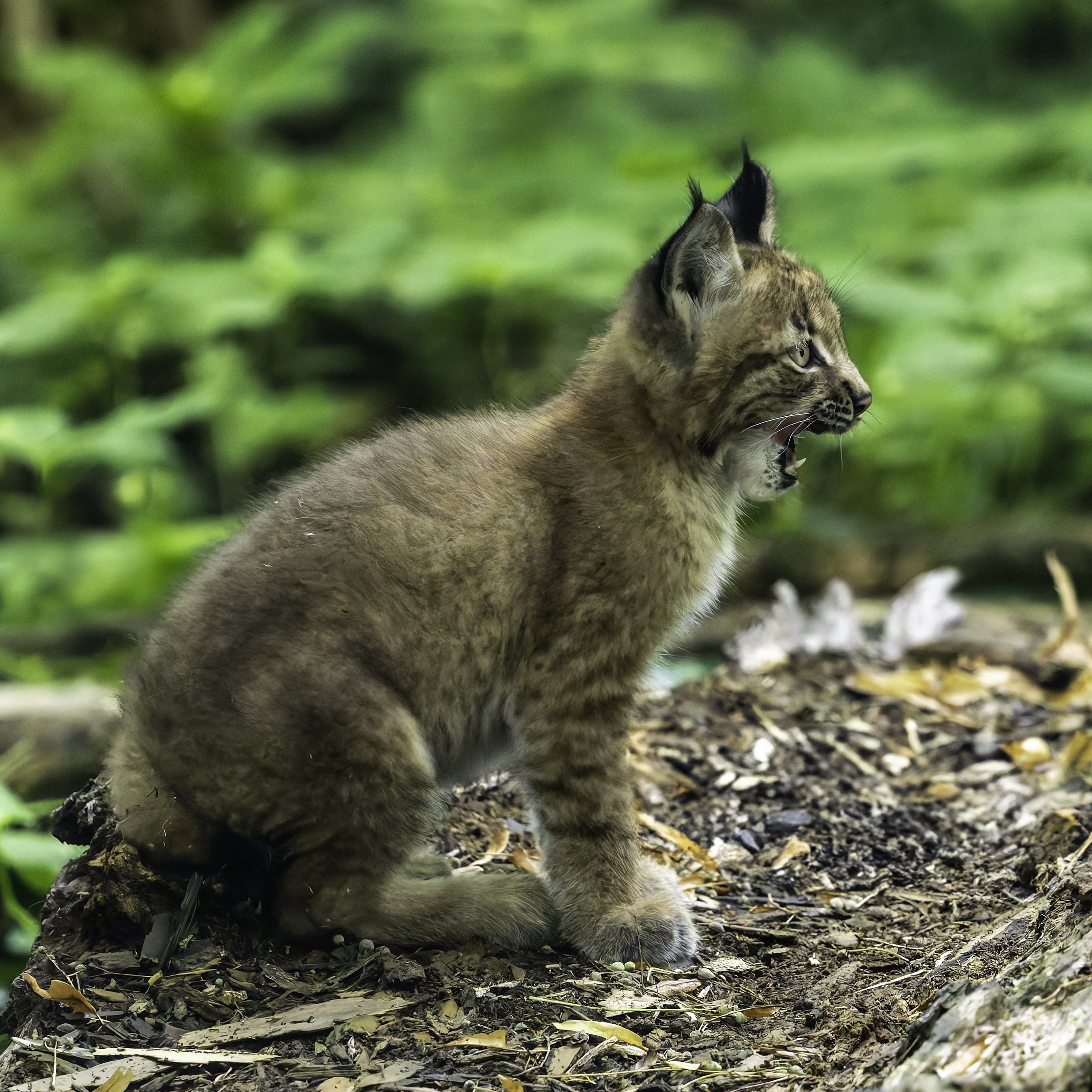 2025 07 12 - Eurasischer Luchs