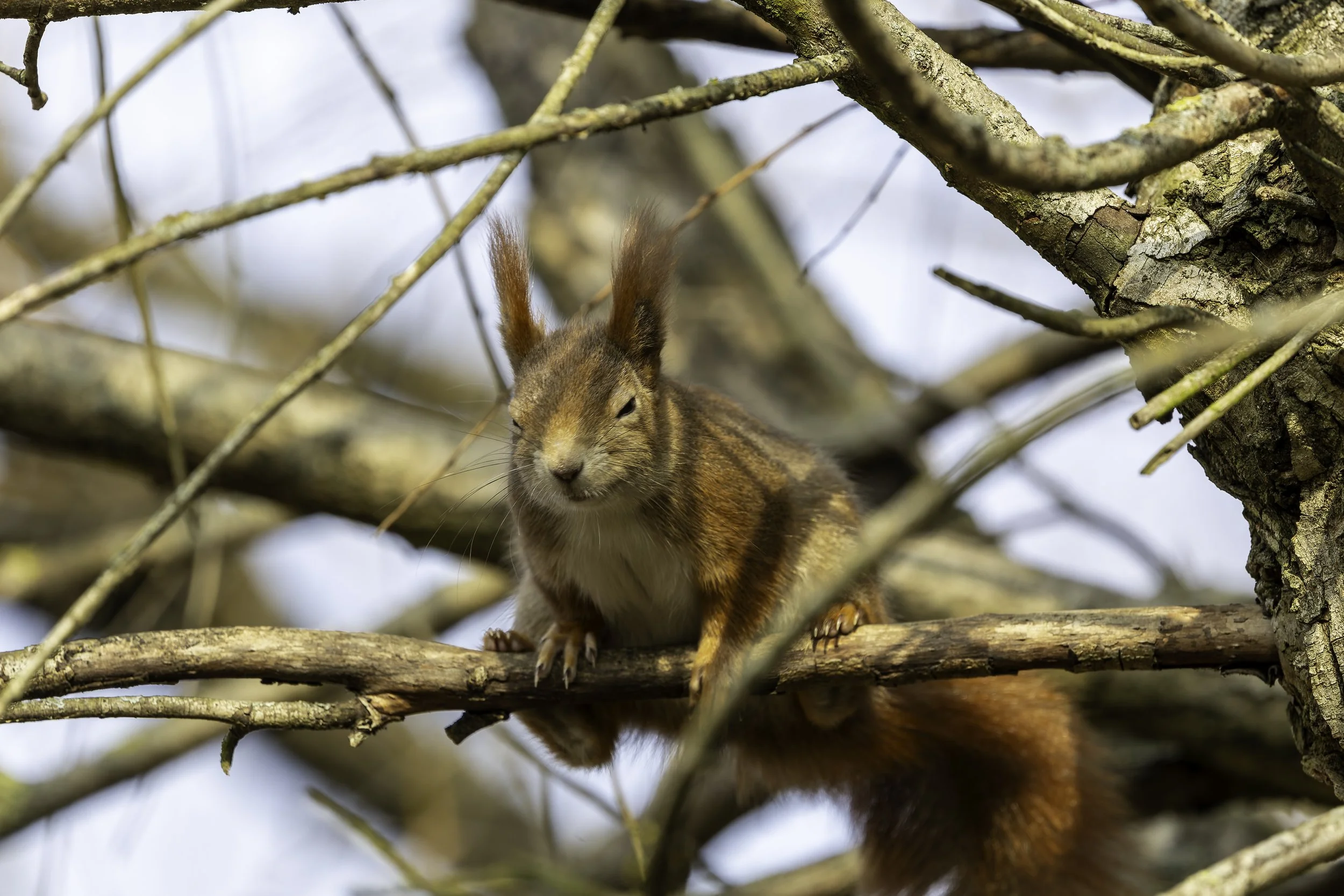 07 02 2025 - Eichhörnchen