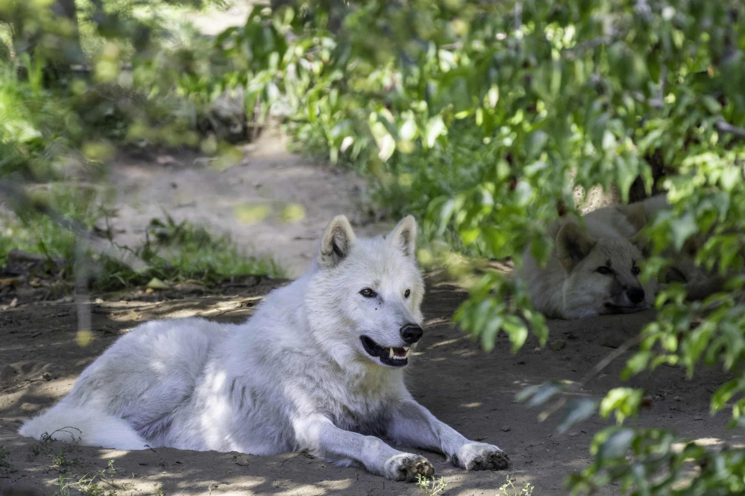 2023 09 06 - Wolf