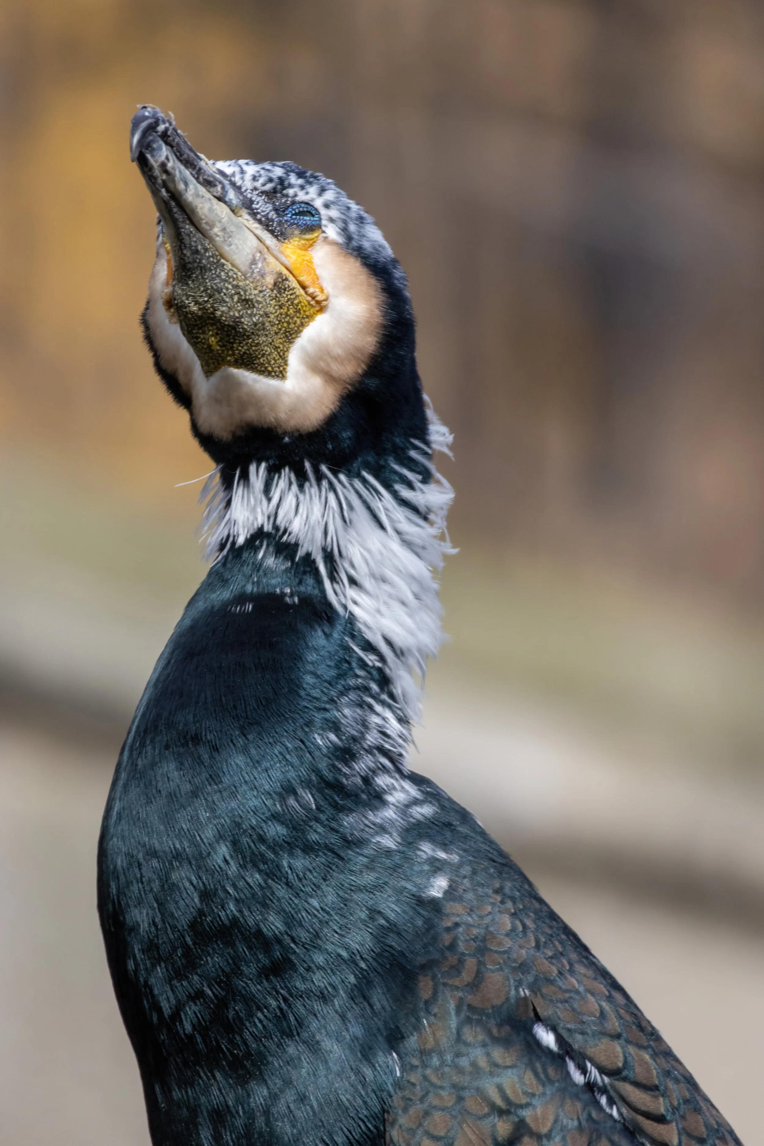 10.03.2023 - Kormoran