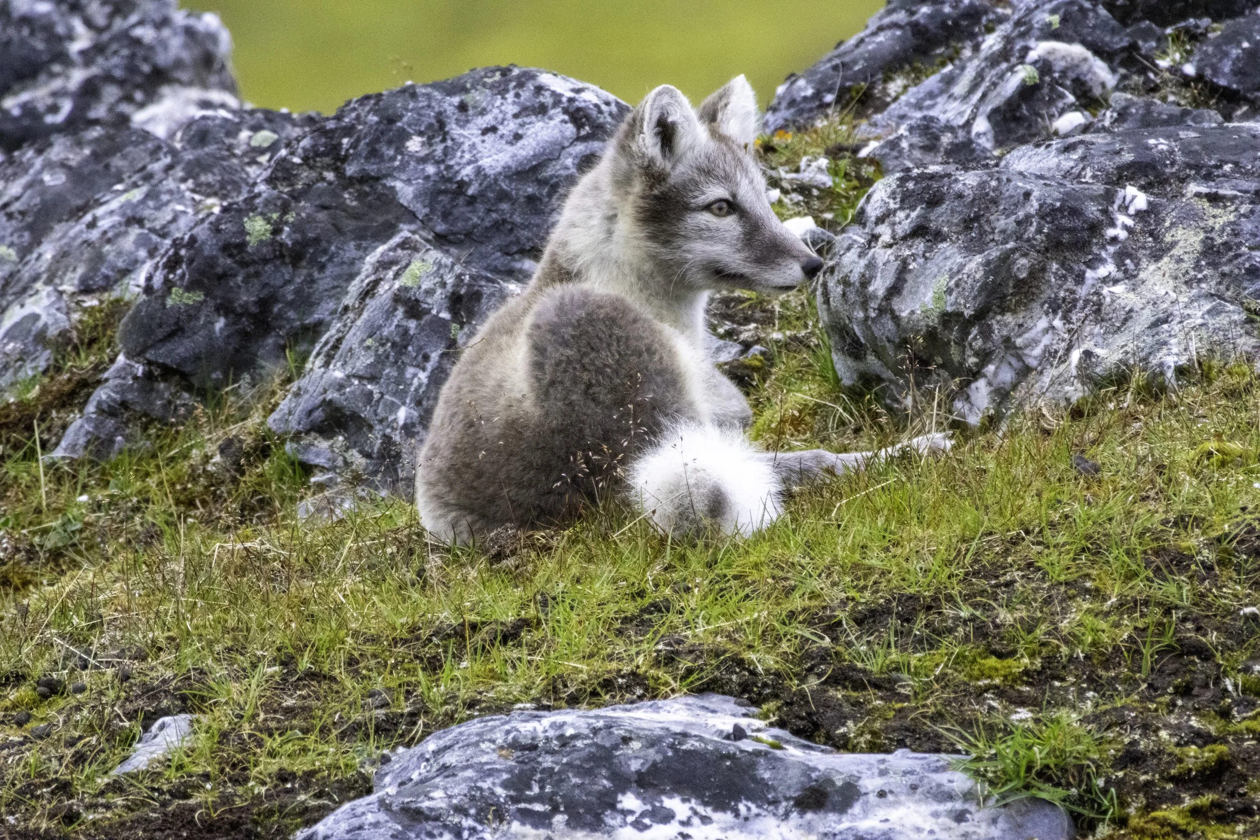 14.08.2023 - Polarfuchs