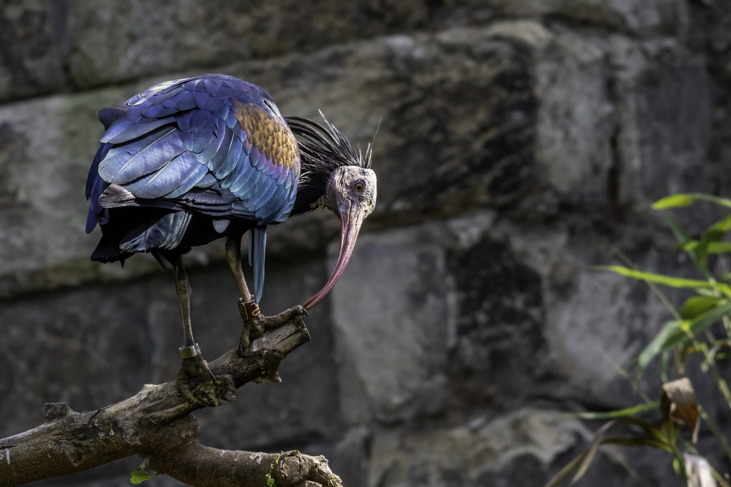02.06.2023 - Waldrapp