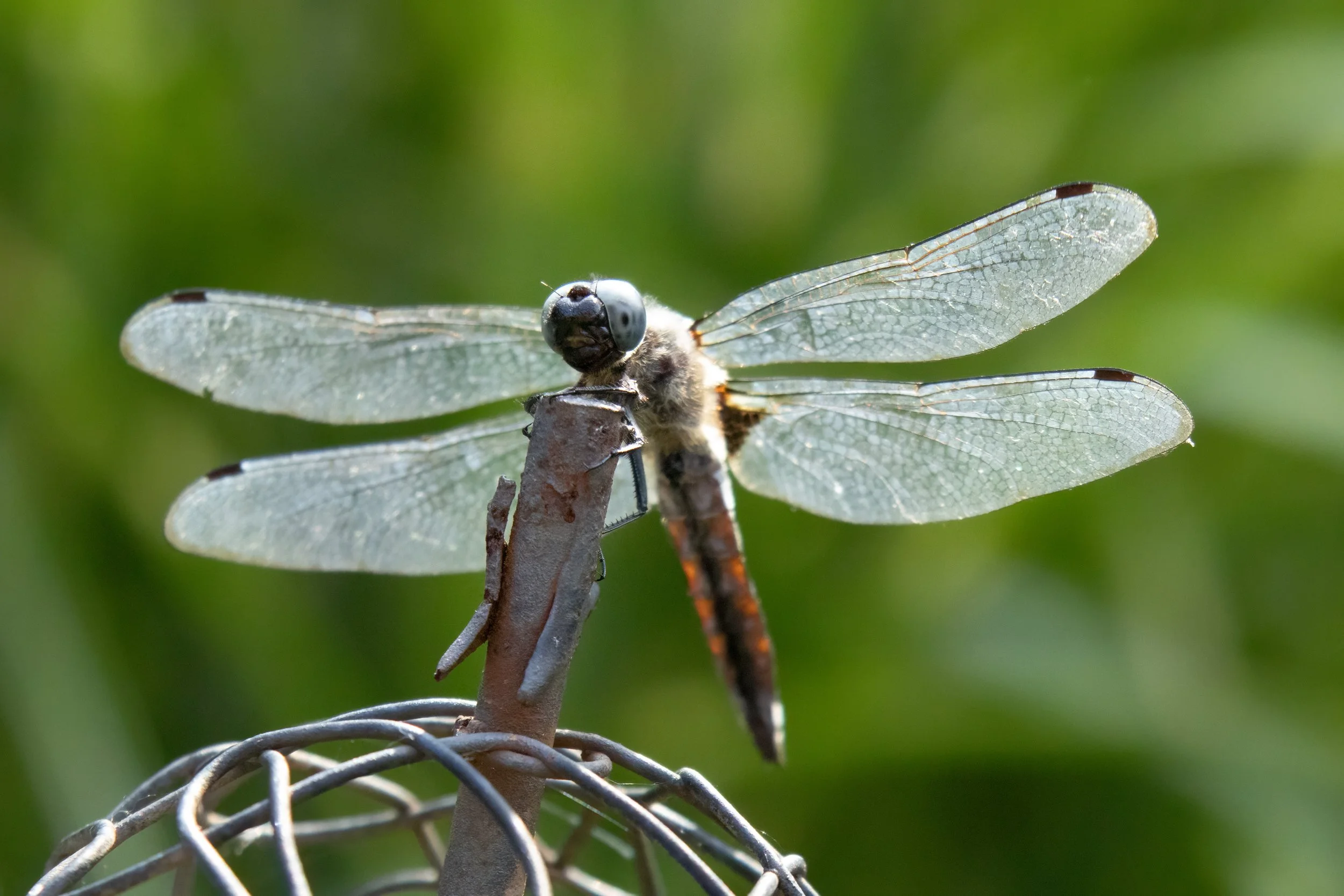 30.06.2023 - Libelle