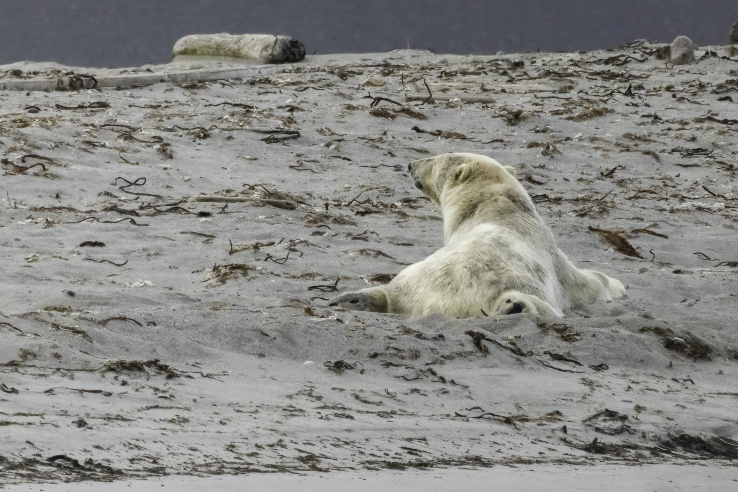 15.08.2023 - Eisbär