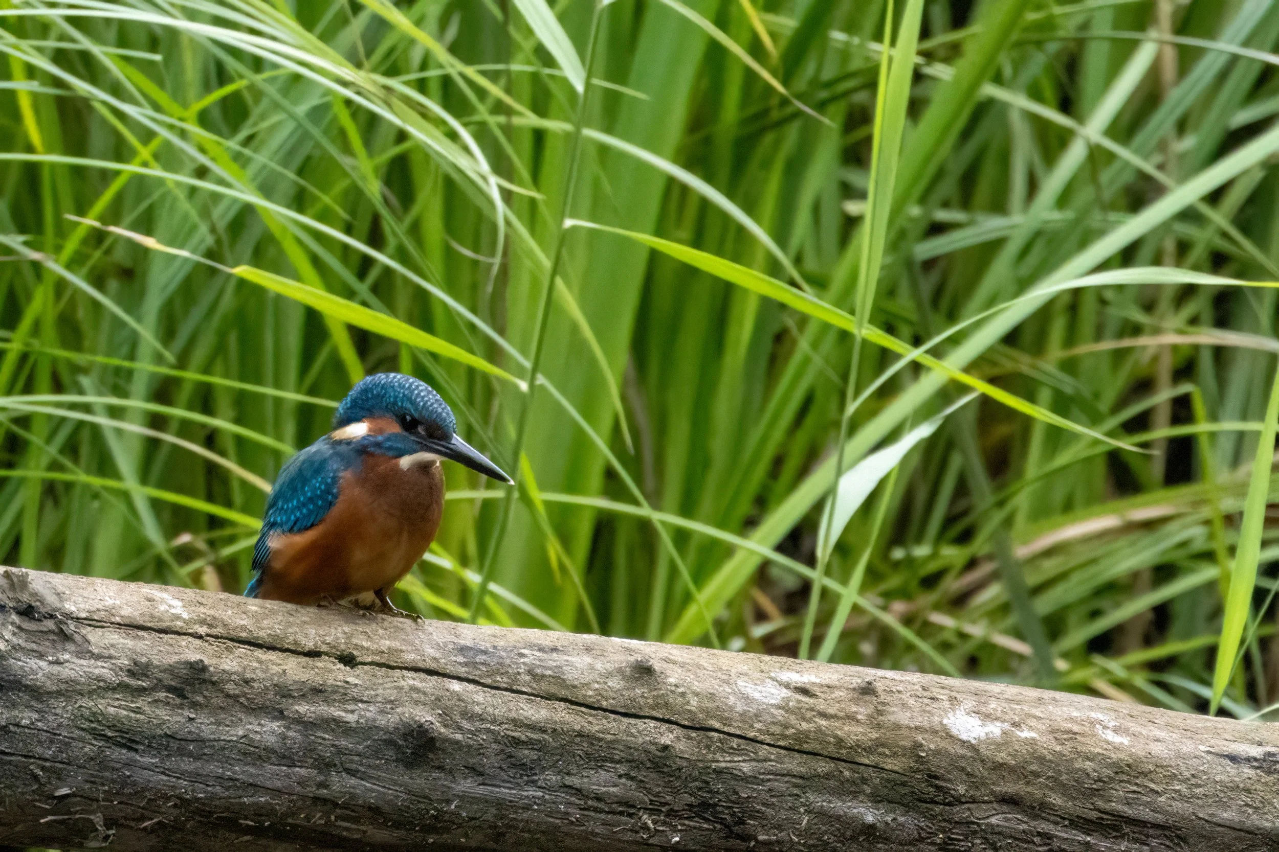 06.08.2023 - Eisvogel