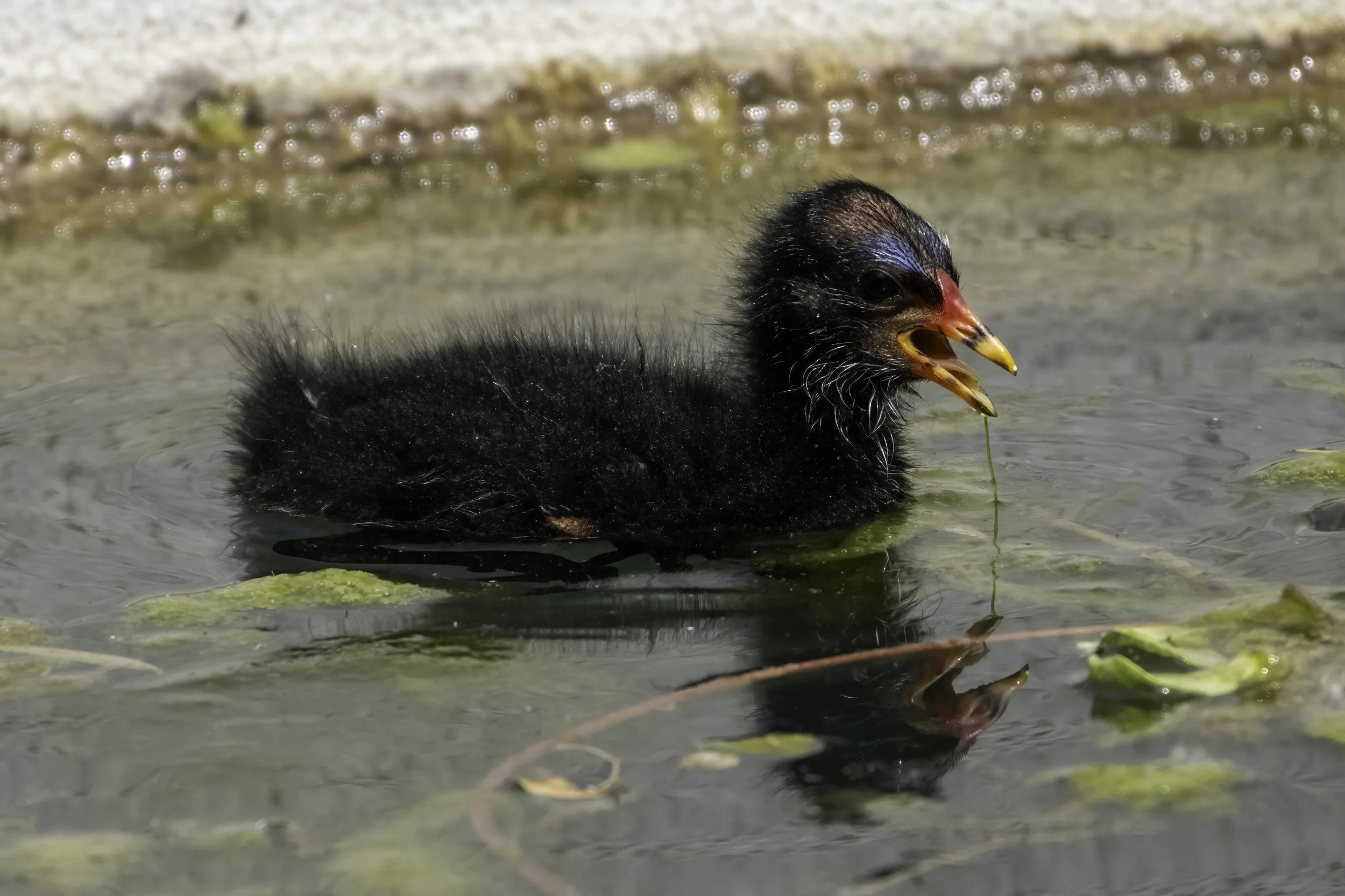 02.06.2023 - Teichhuhn Küken