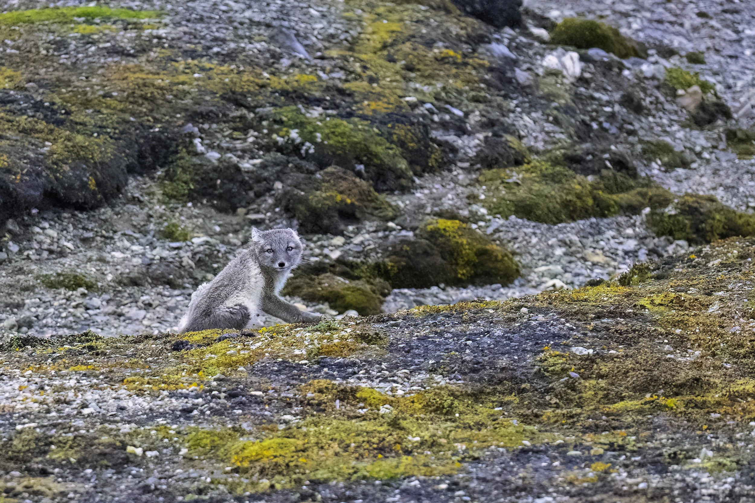 16.08.2023 - Polarfuchs