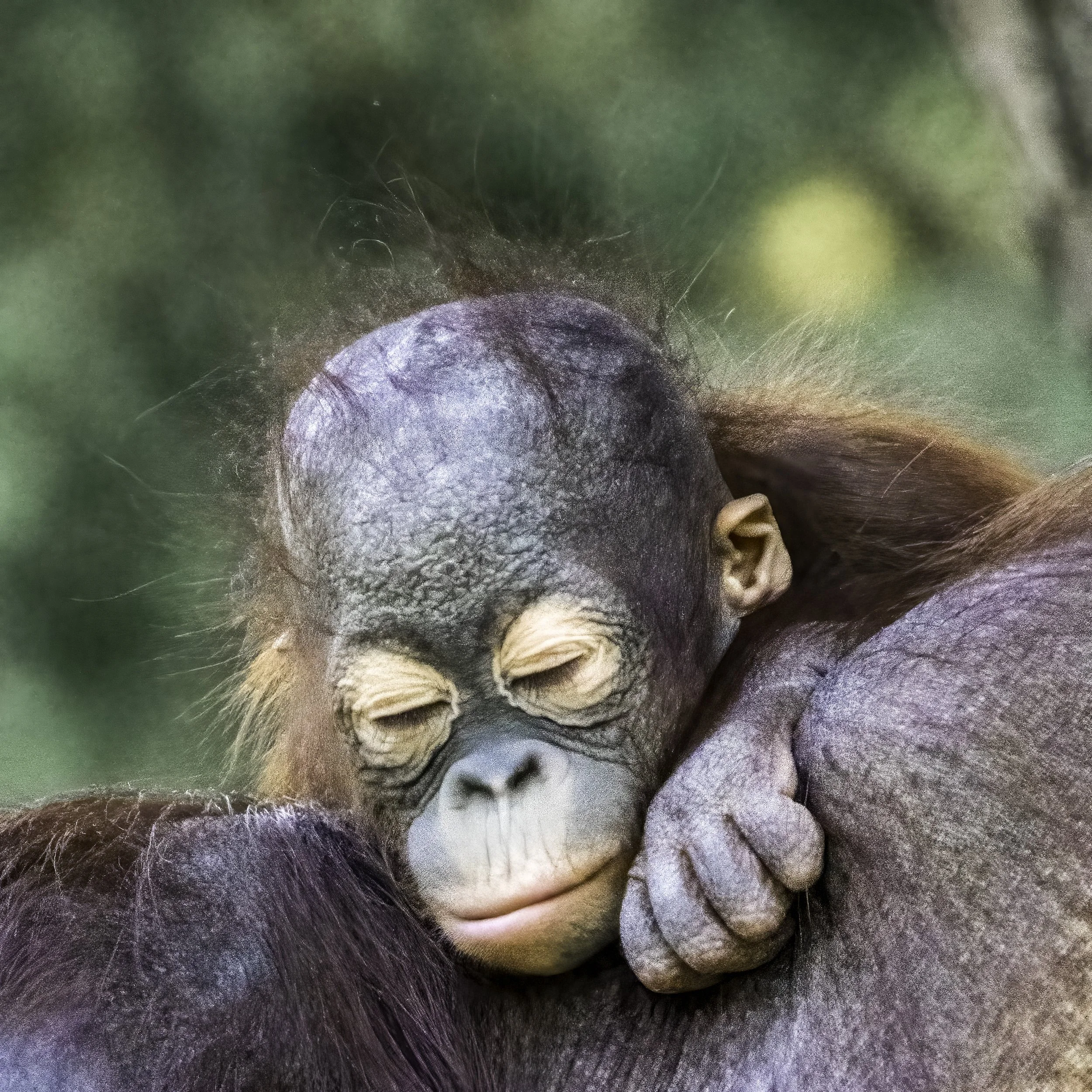 02.06.2023 - Orang Utan