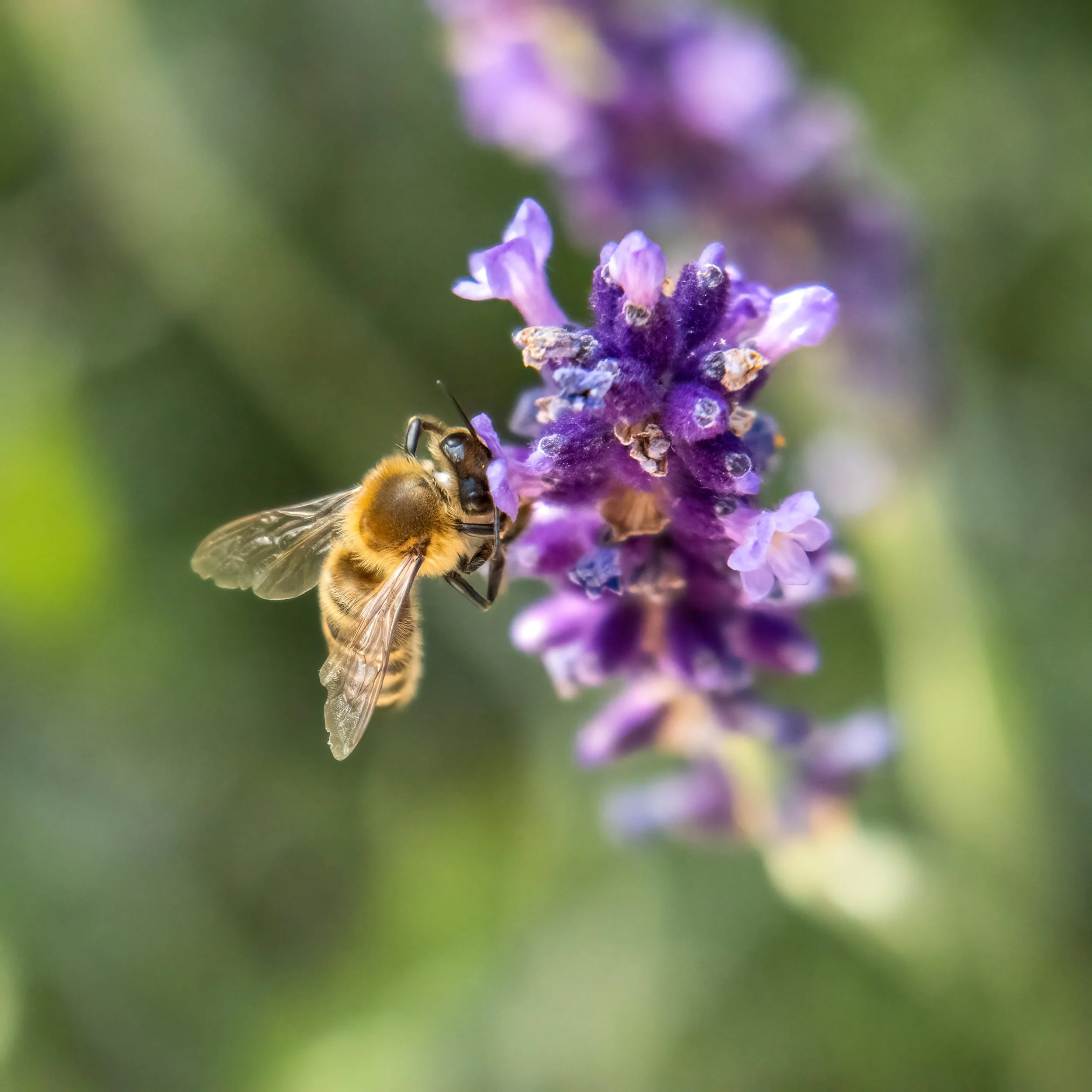 30.06.2023 - Biene