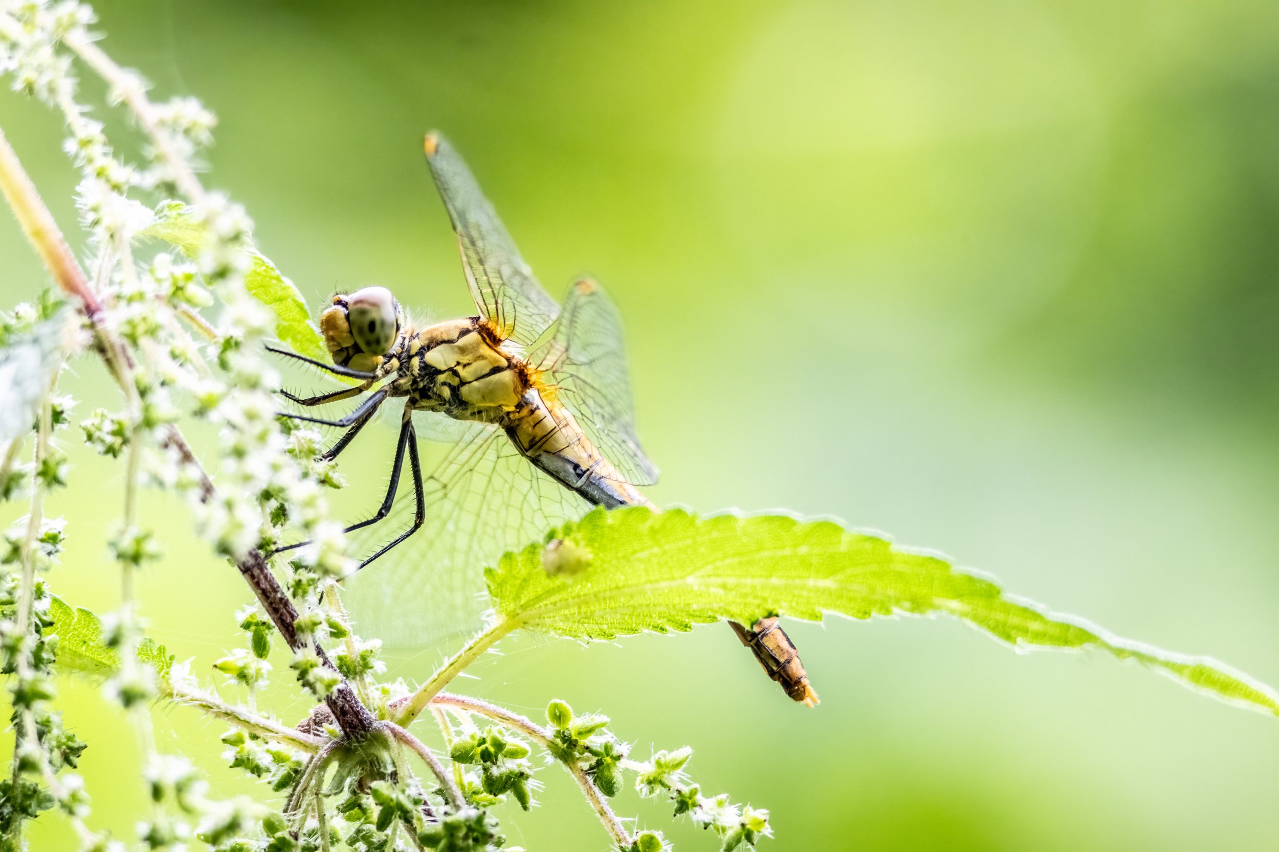 06.08.2023 - Libelle