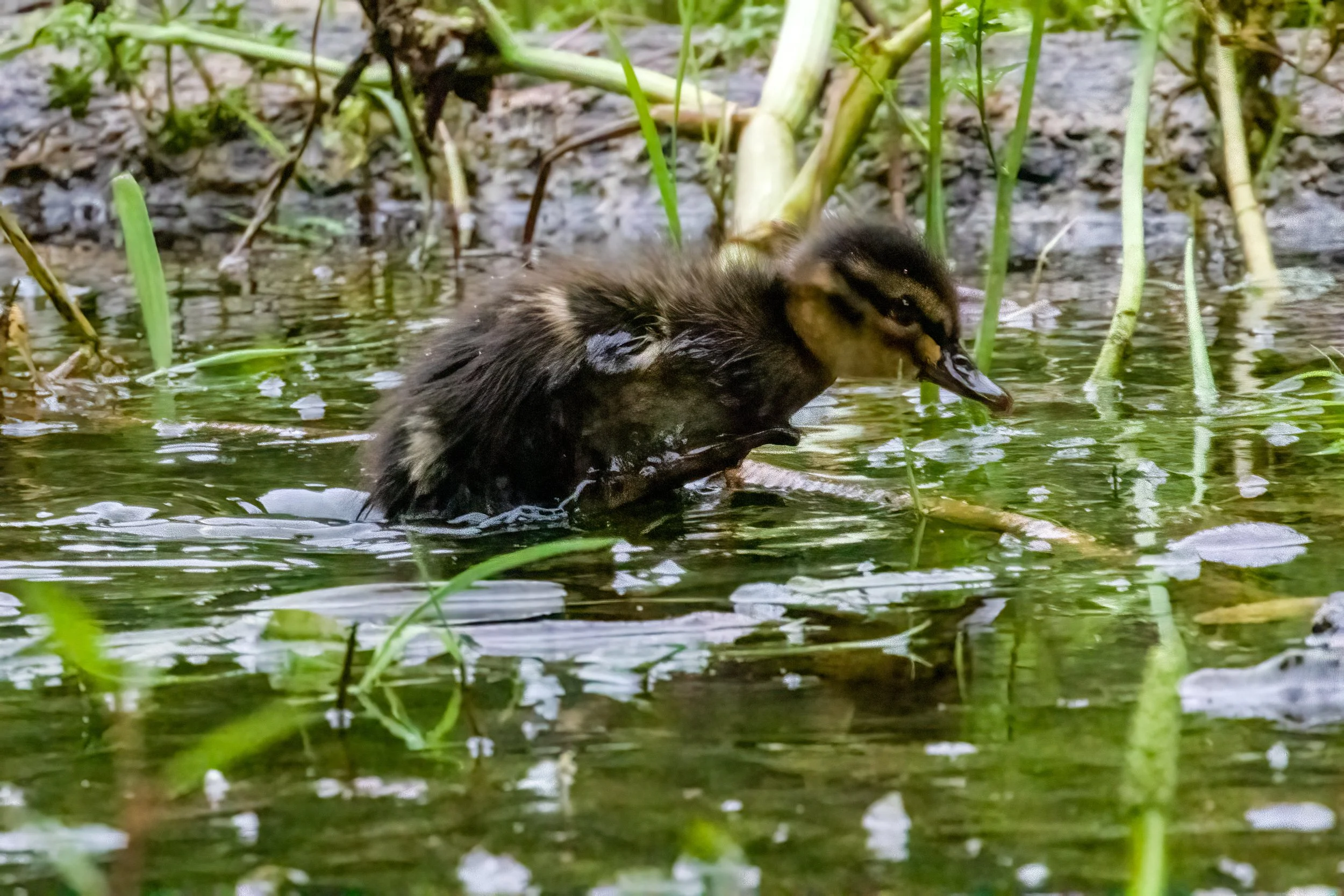 06.08.2023 - Stockente