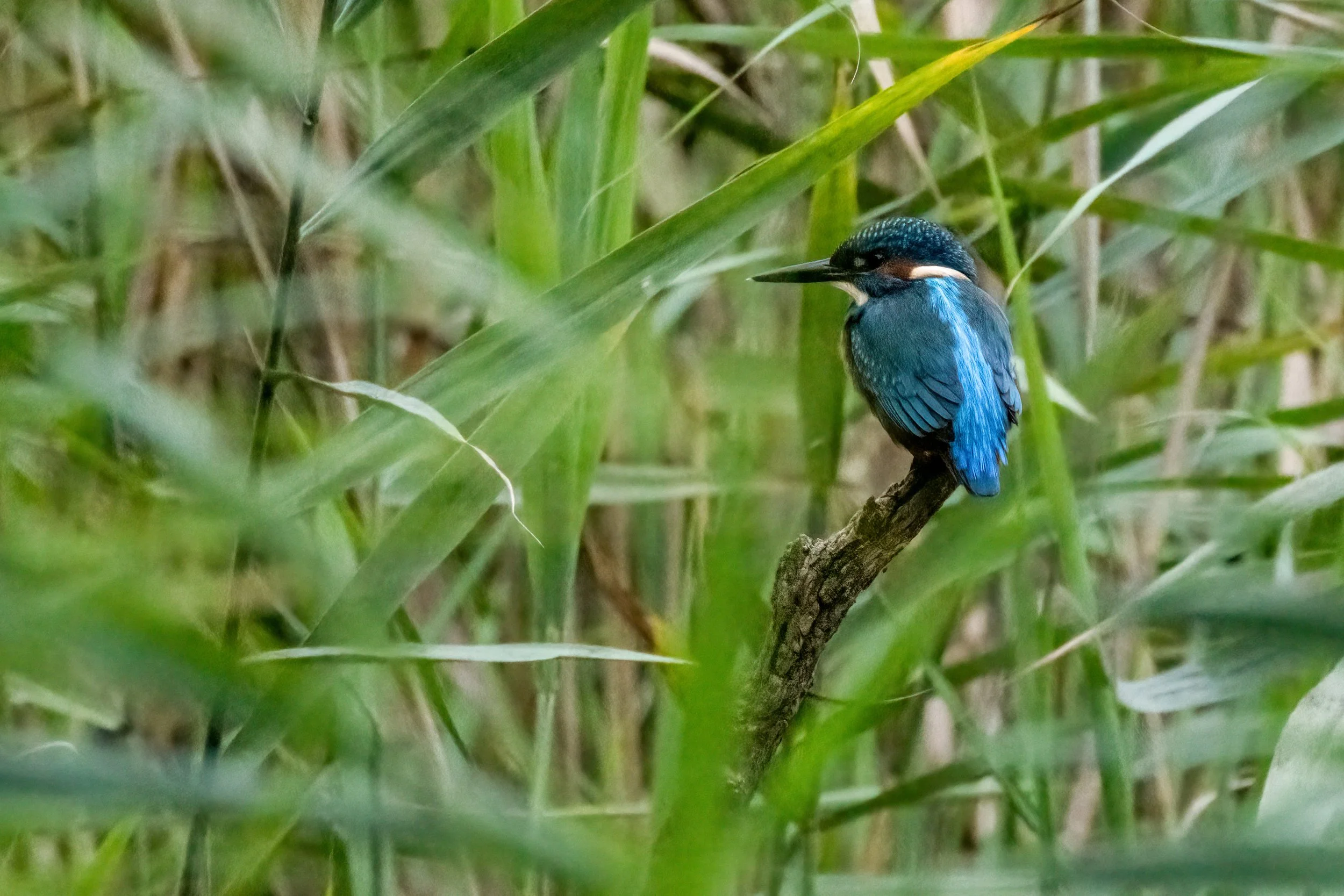 06.08.2023 - Eisvogel