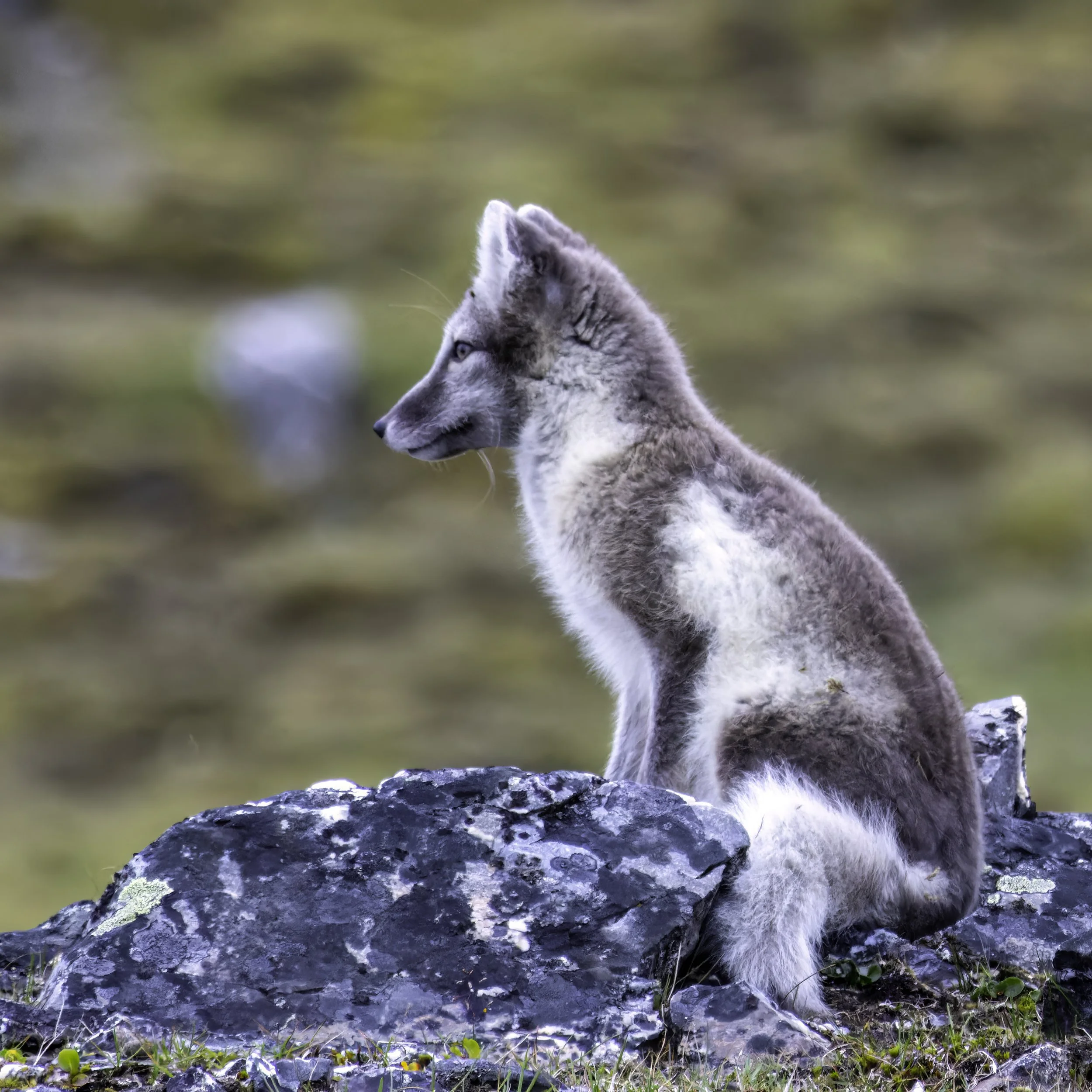 14.08.2023 - Polarfuchs