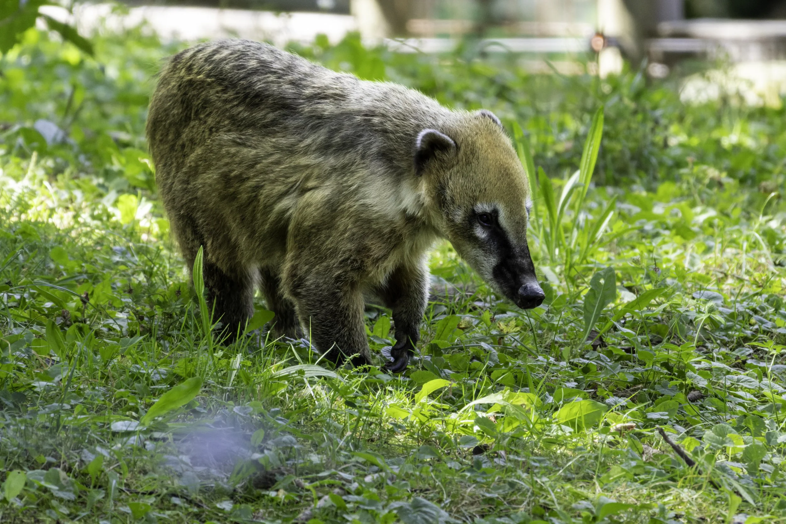 06.09.2023 - Nasenbär