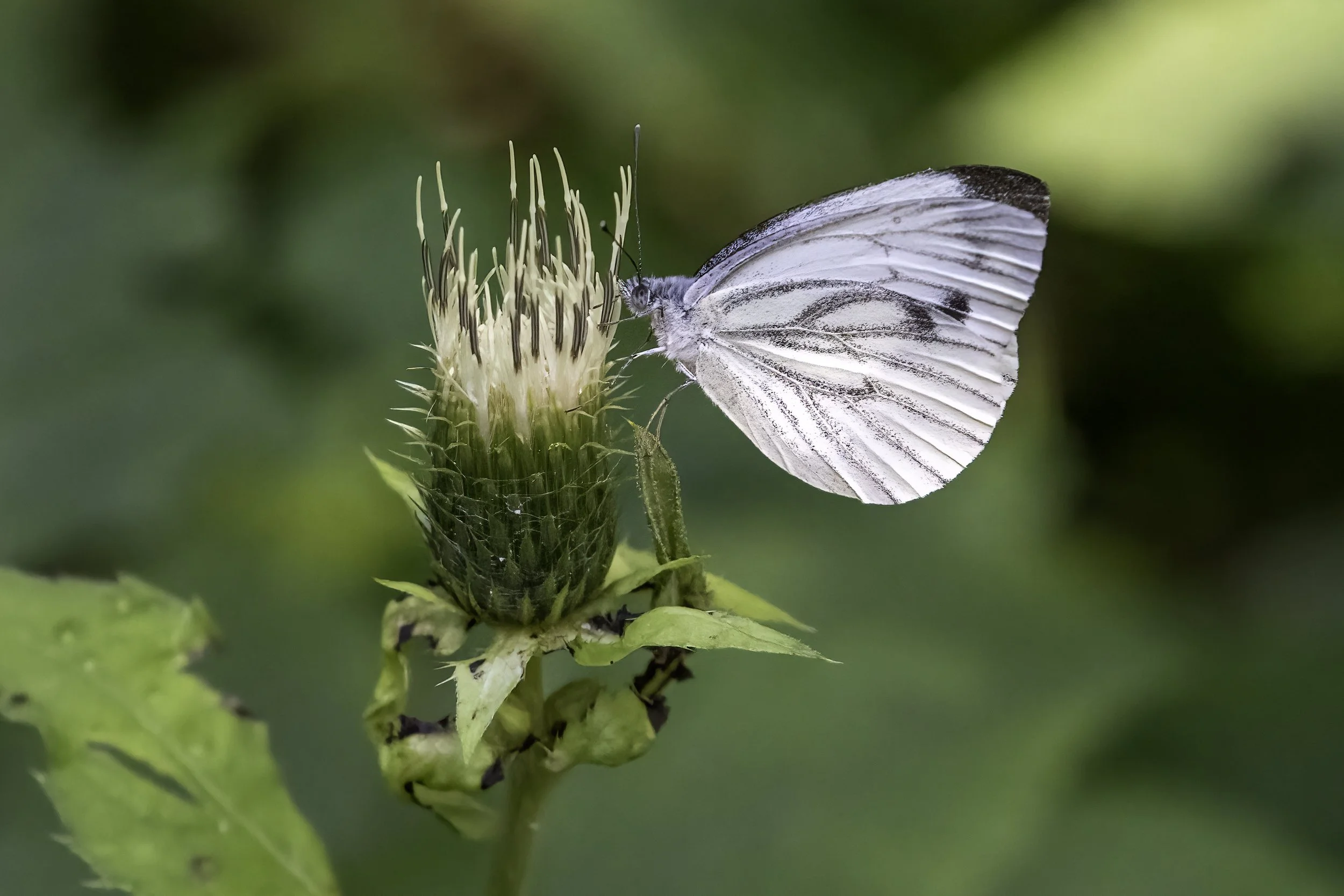 26.08.2025 - Schmetterling