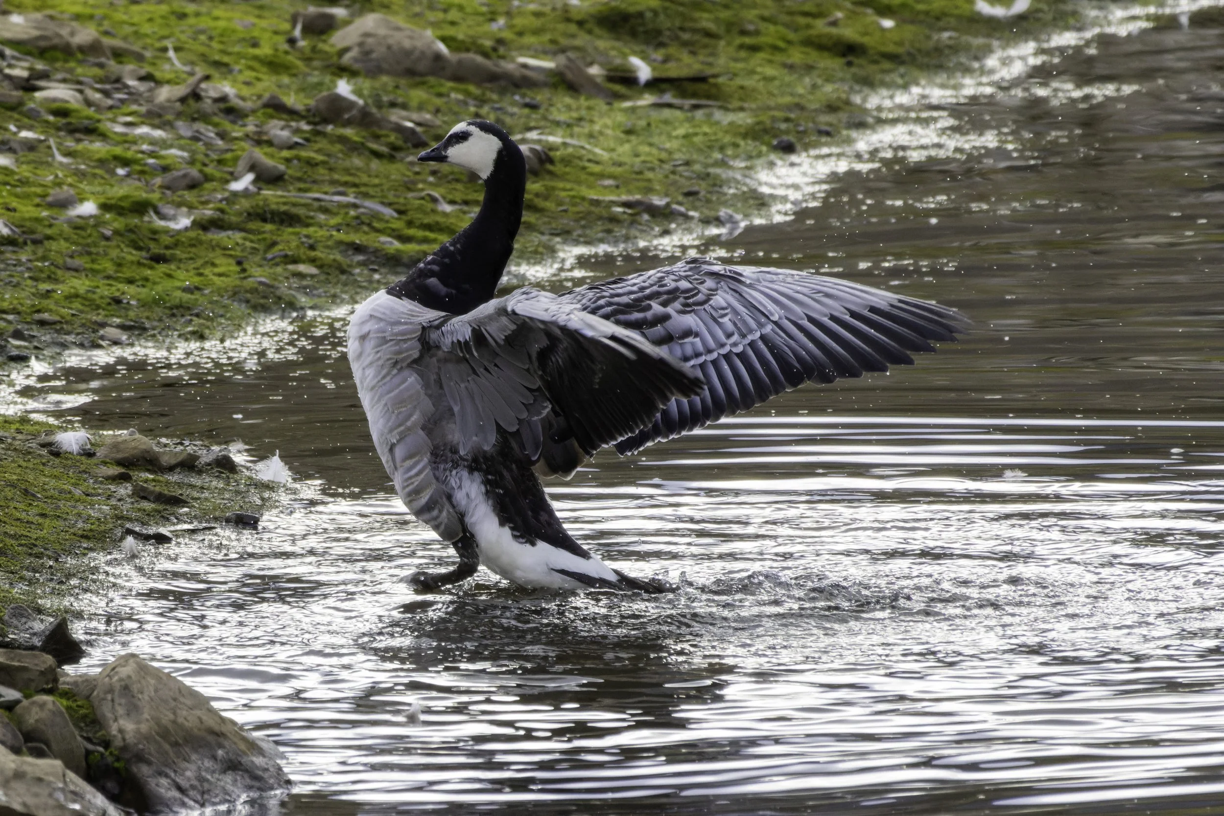 17.08.2023 - Weißwangengans