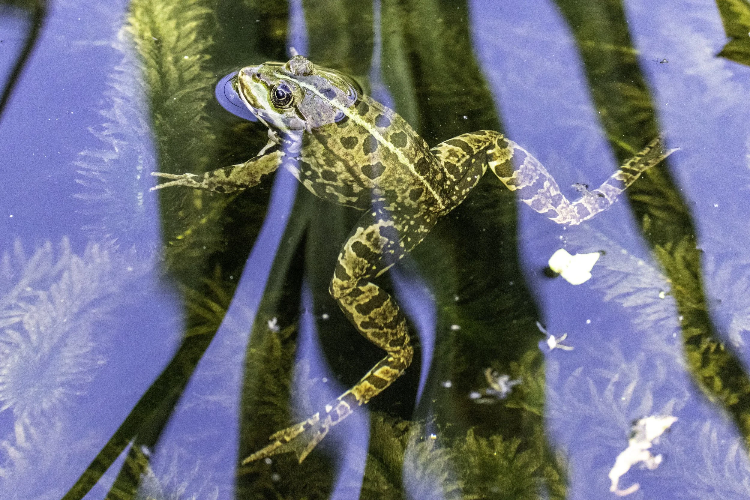 08.09.2024 - Teichfrosch