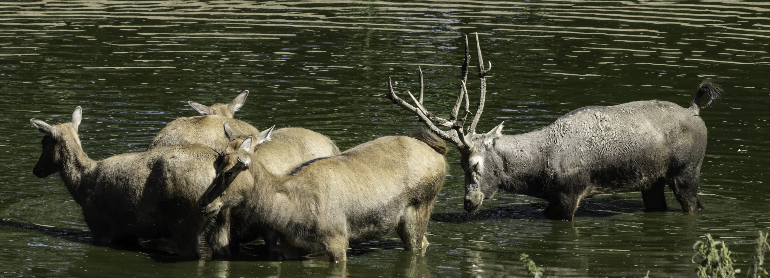 06.09.2023 - Davidshirsch