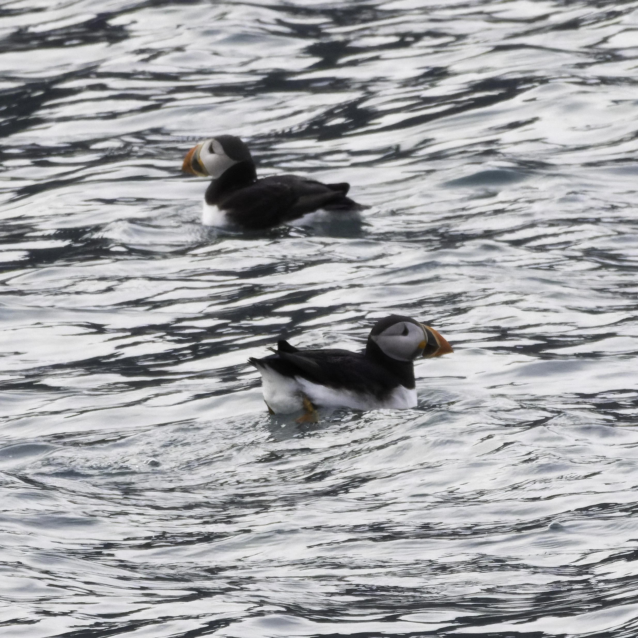 15 08 2023 - Papageitaucher