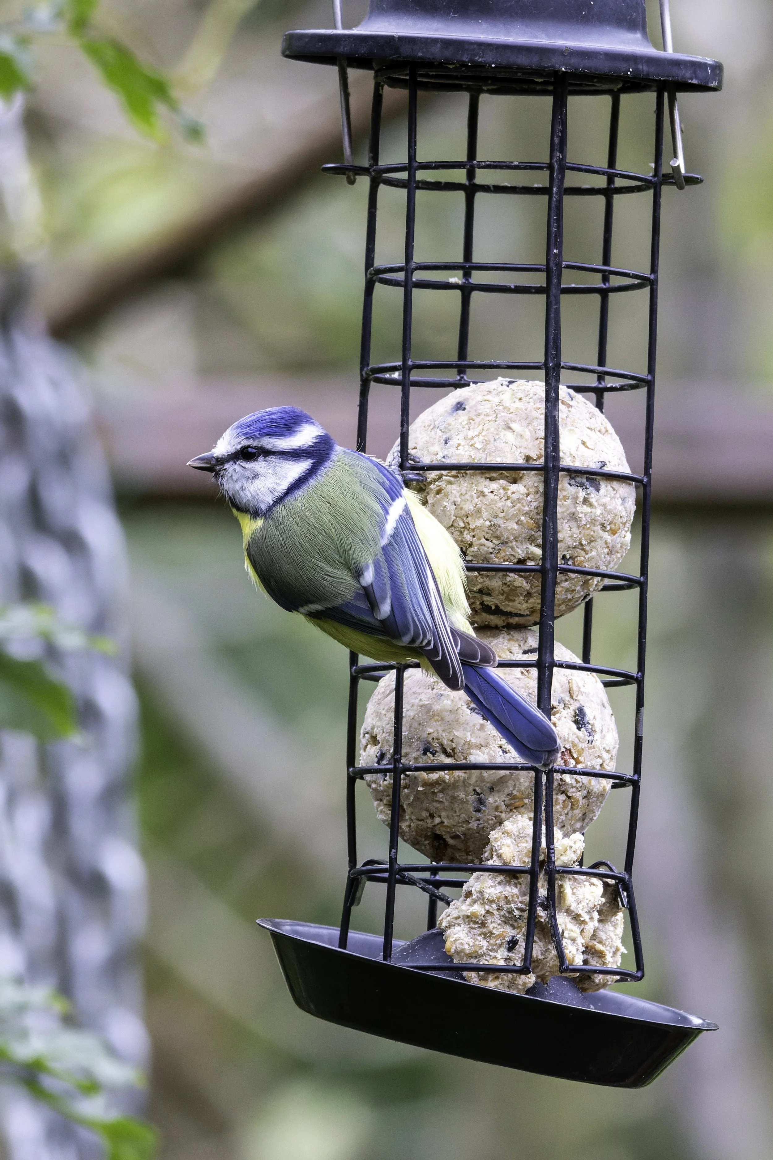 15.10.2023 - Blaumeise