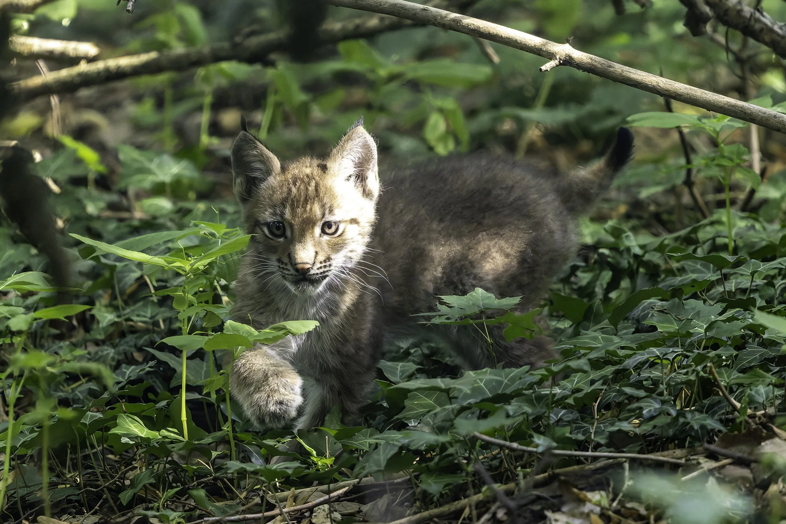 12.07.2025 - Luchs