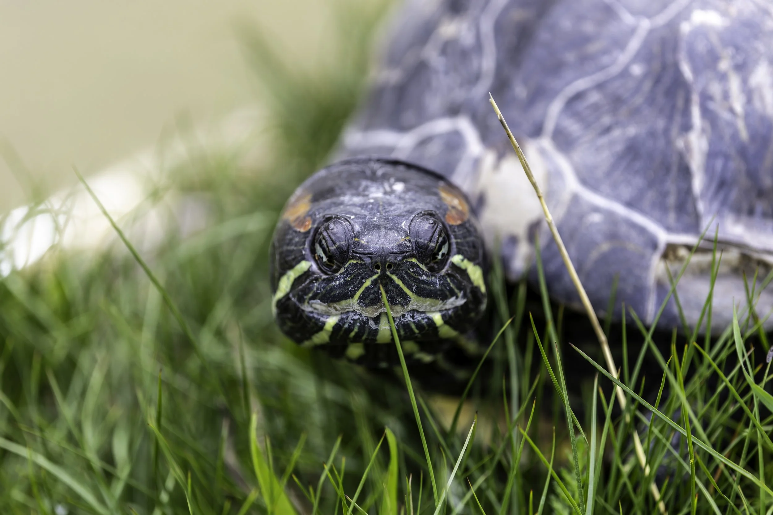 13.04.2025 - Rotwangenschildkröte