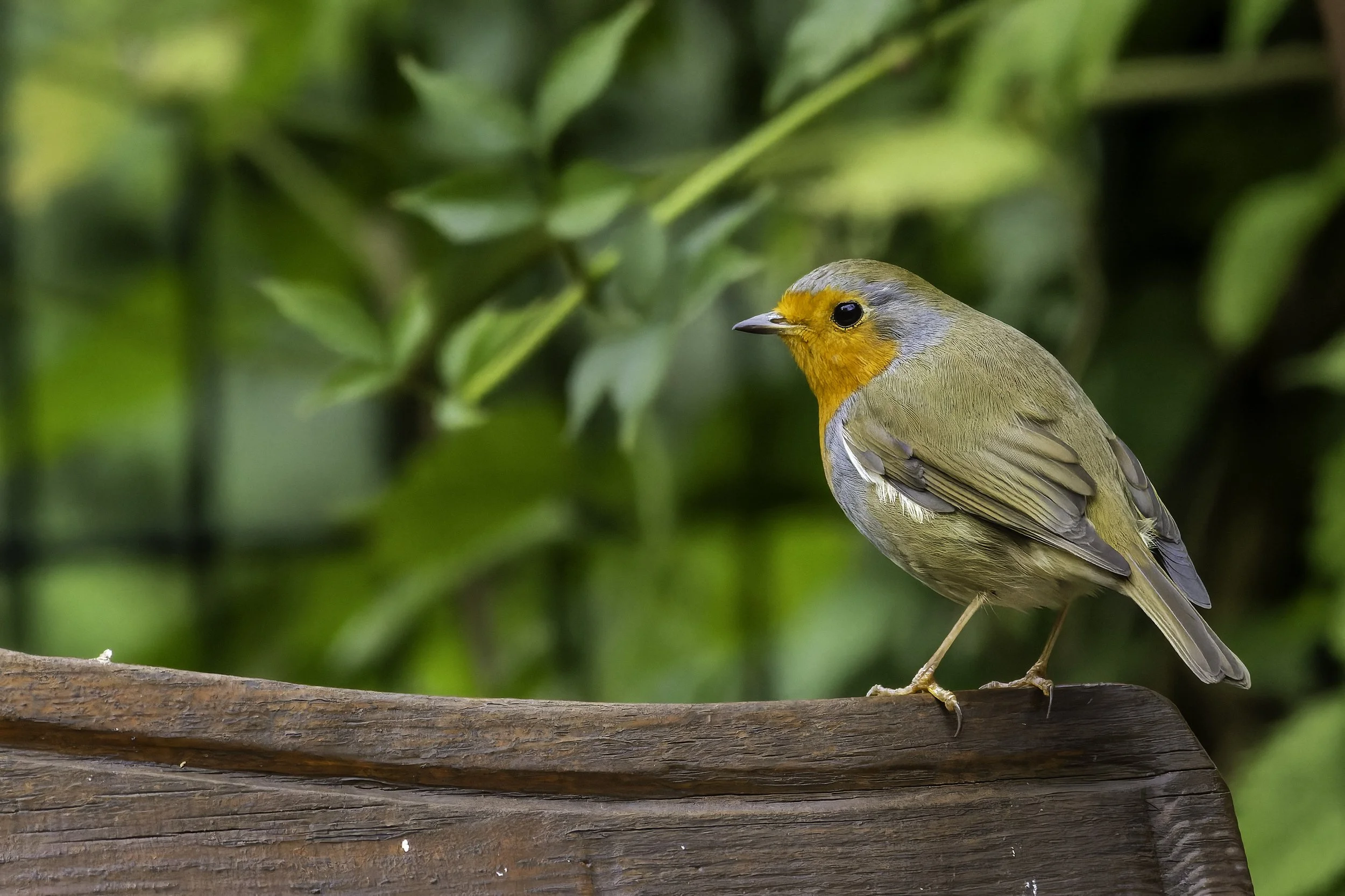 15.10.2023 - Rotkelchen