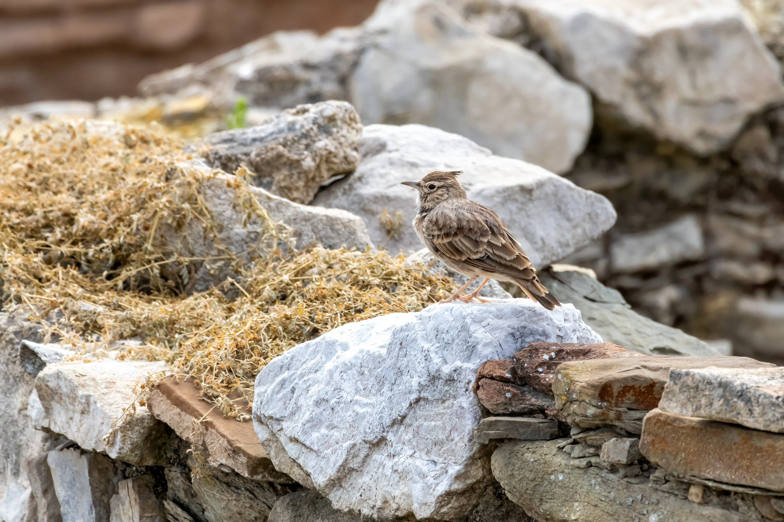 16.09.2024 - Haubenlerche