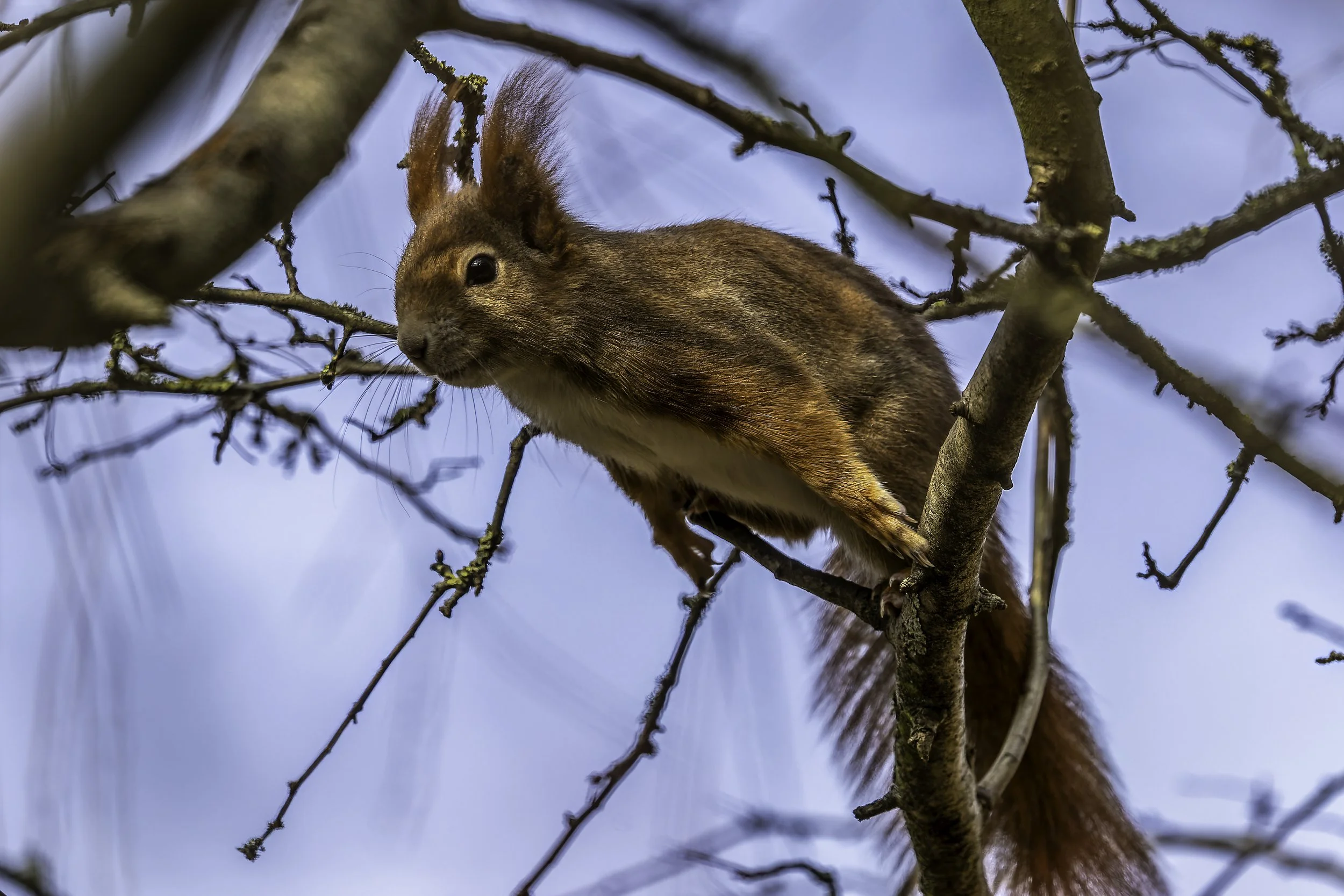 07.02.2025 - Eichhörnchen