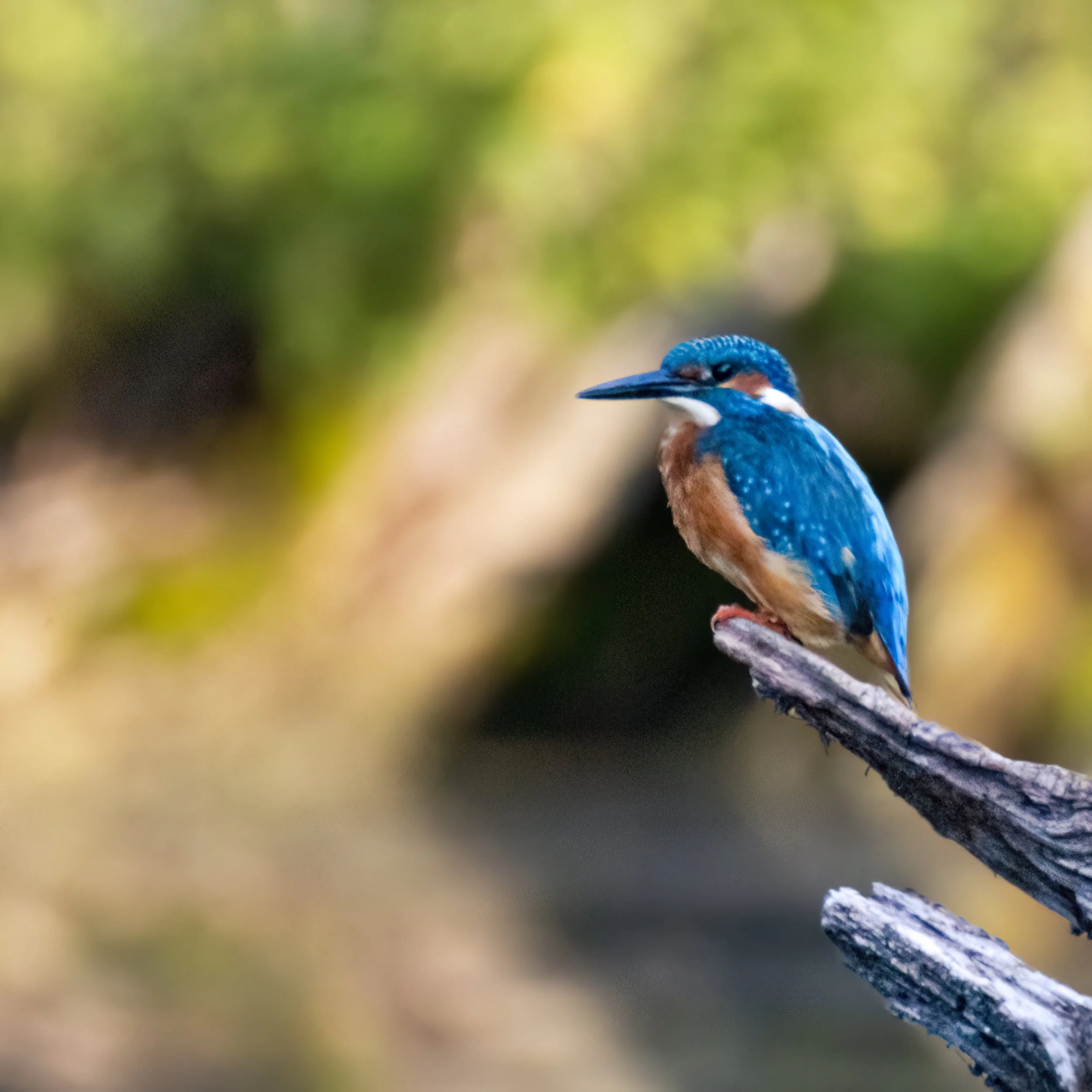 25.08.2025 - Eisvogel