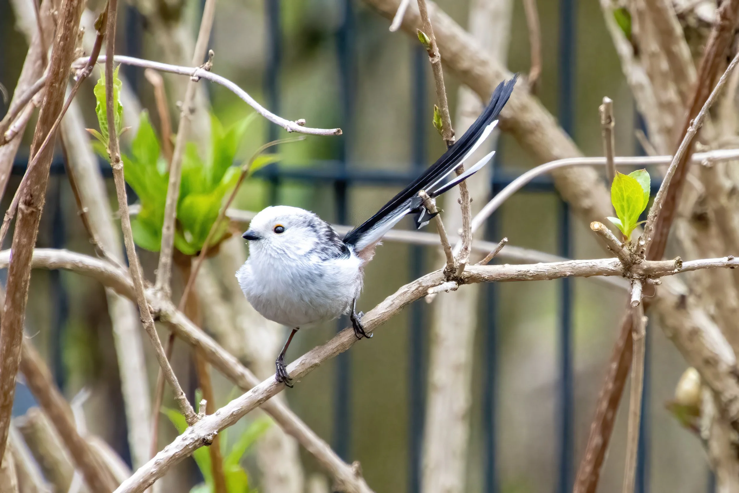 2023 03 25 - Schwanzmeise