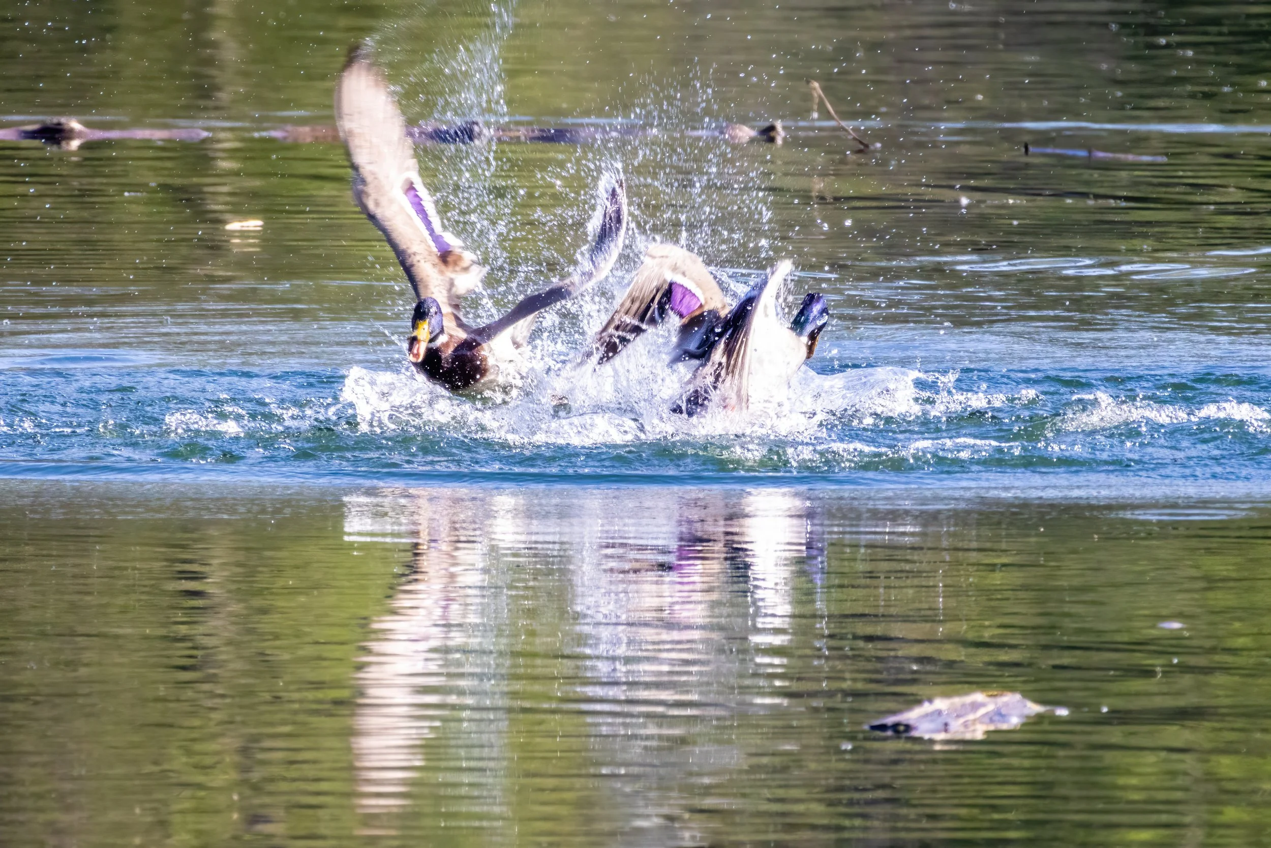 22.04.2023 - Stockenten