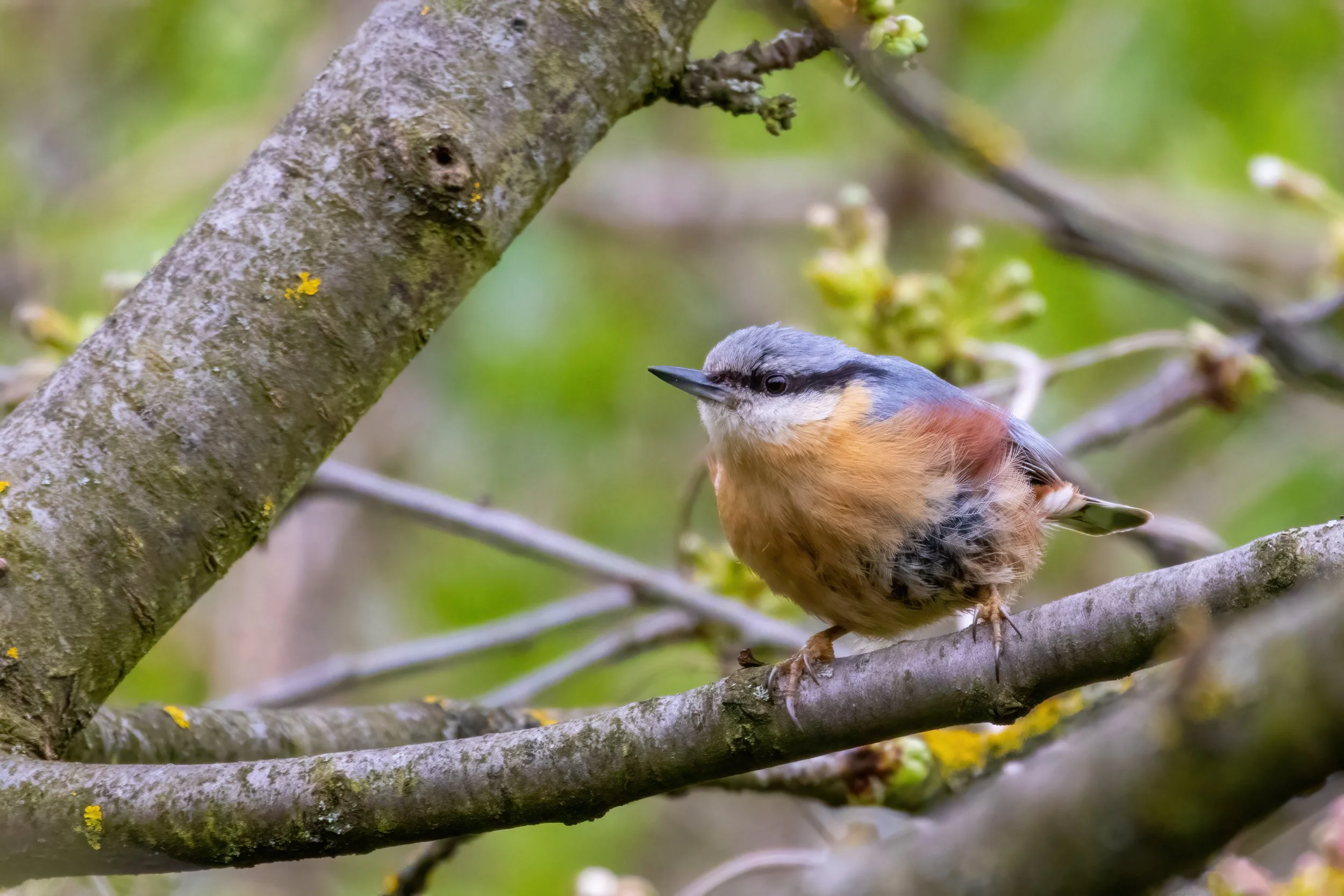 09.04.2023 - Kleiber