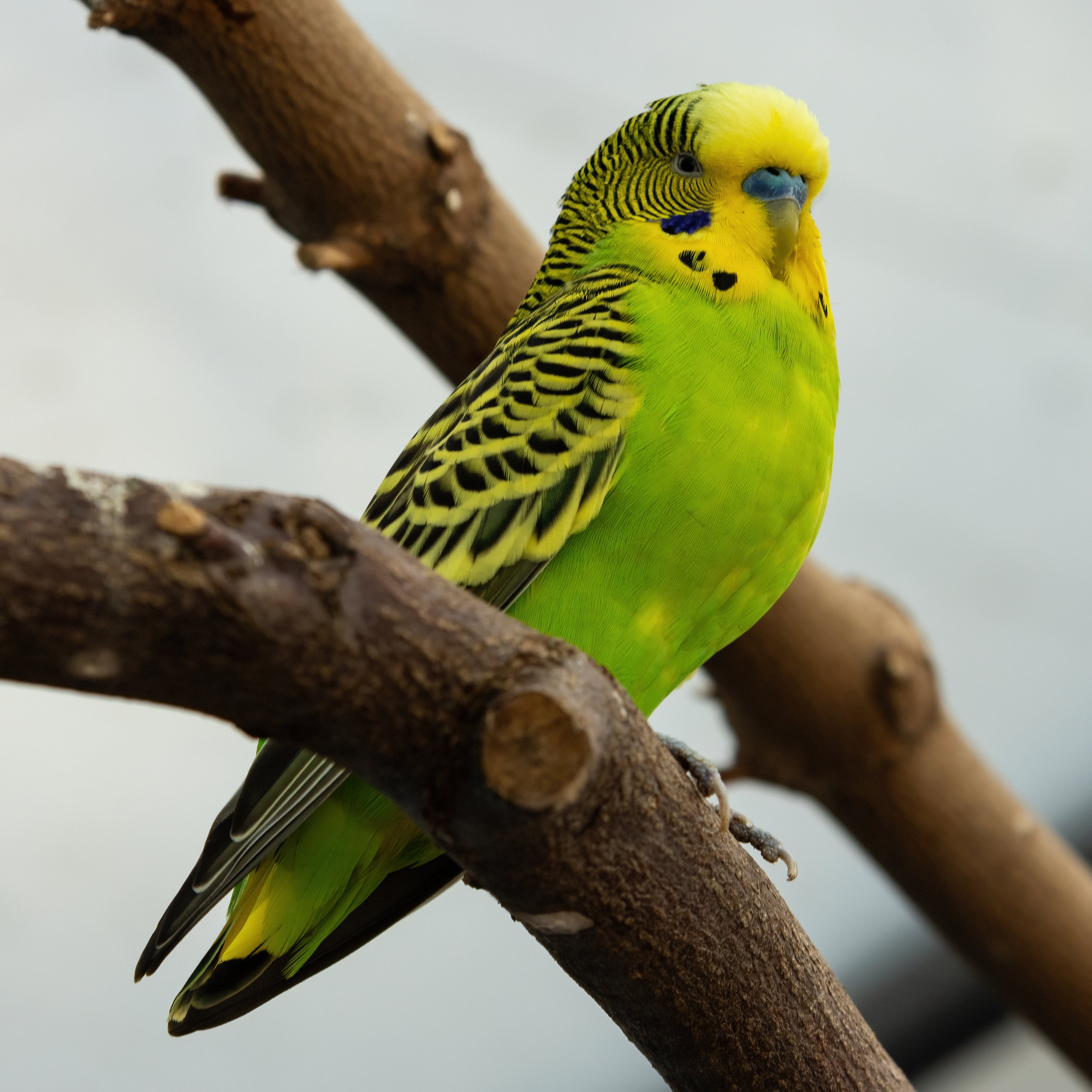 19.04.2023 - Australischer Wellensittich