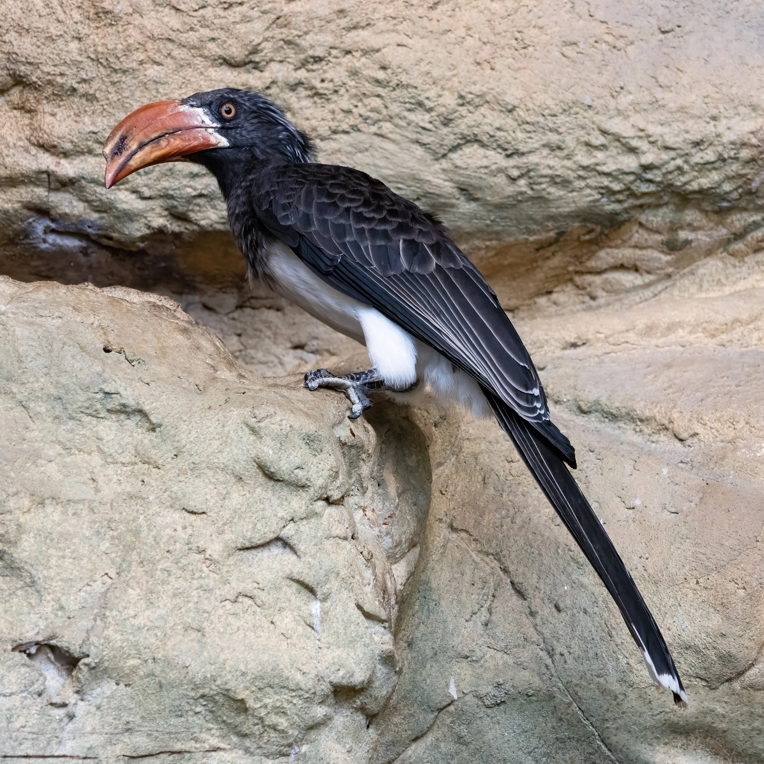 19.04.2023 - Kronentoko