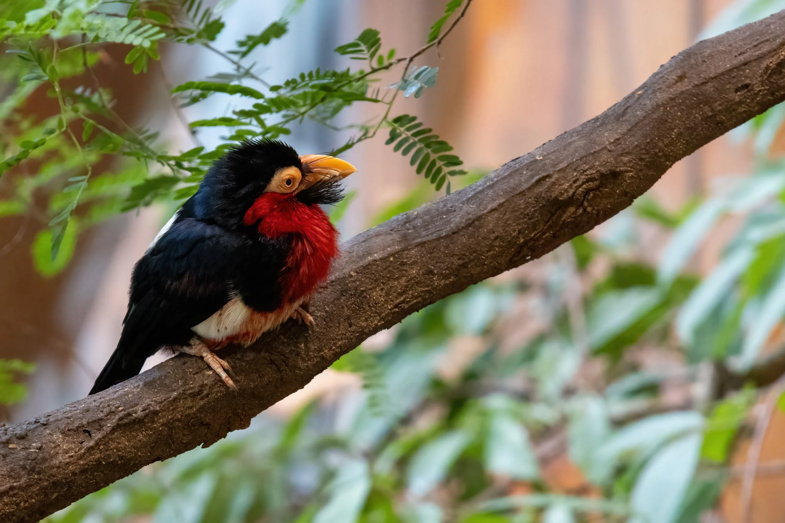 19.04.2023 - Furchenschnabel