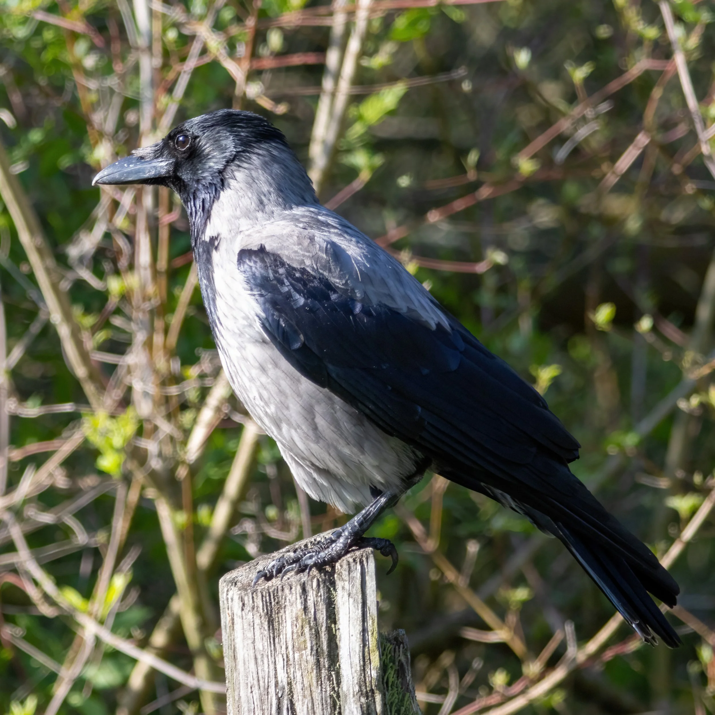 22.04.2023 - Nebelkrähe