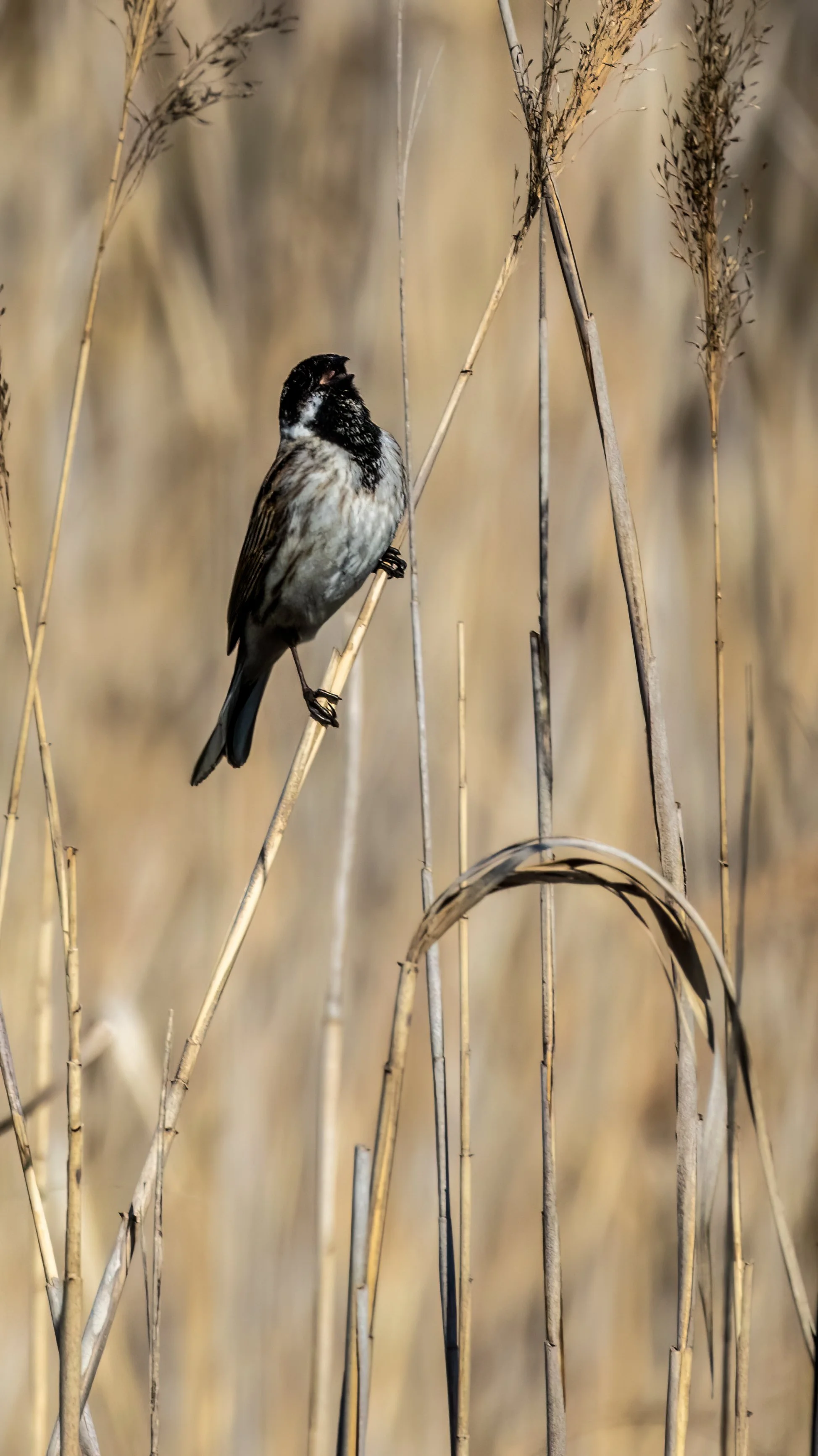 22.04.2023 - Rohrammer