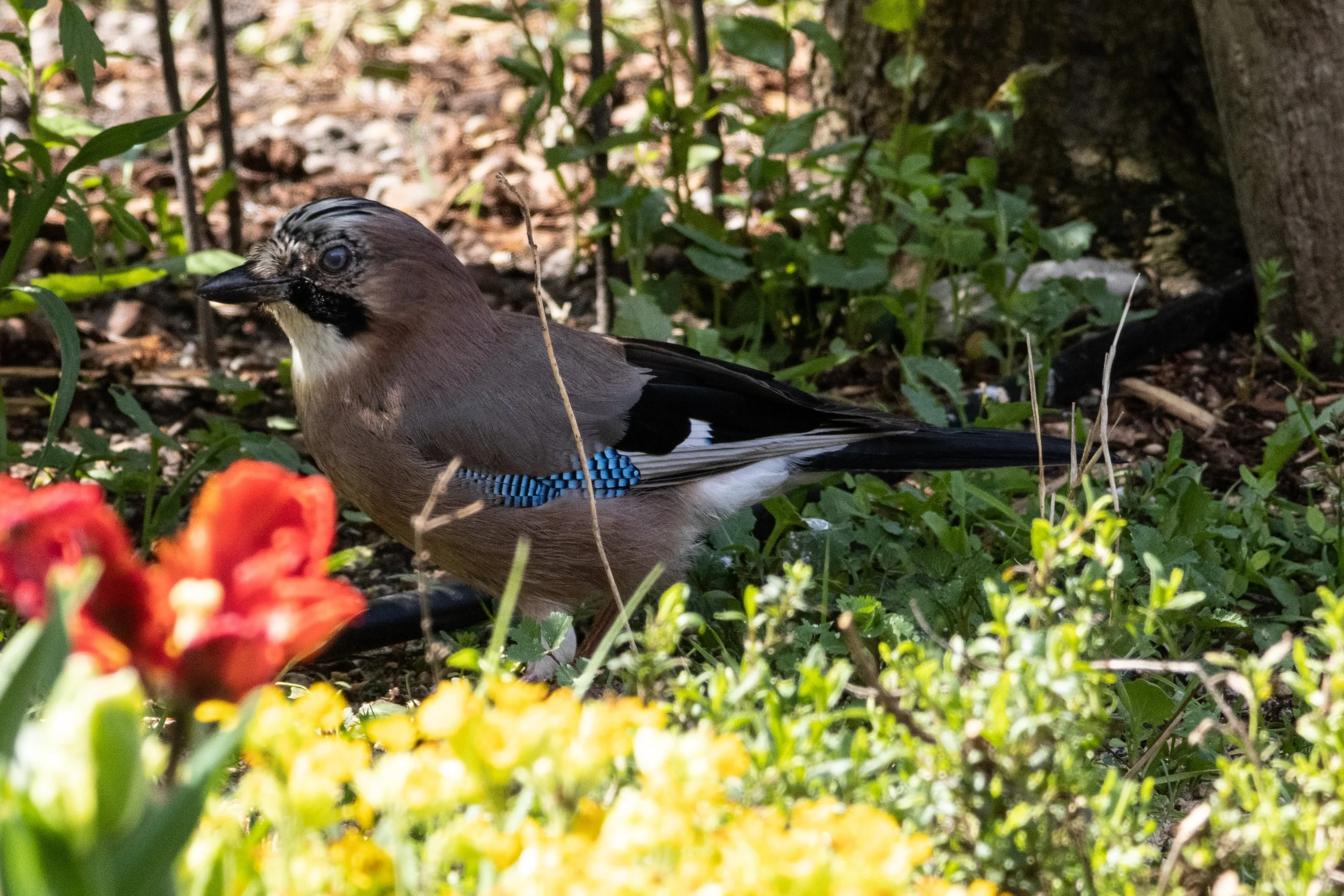 23.04.2023 - Eichelhäher