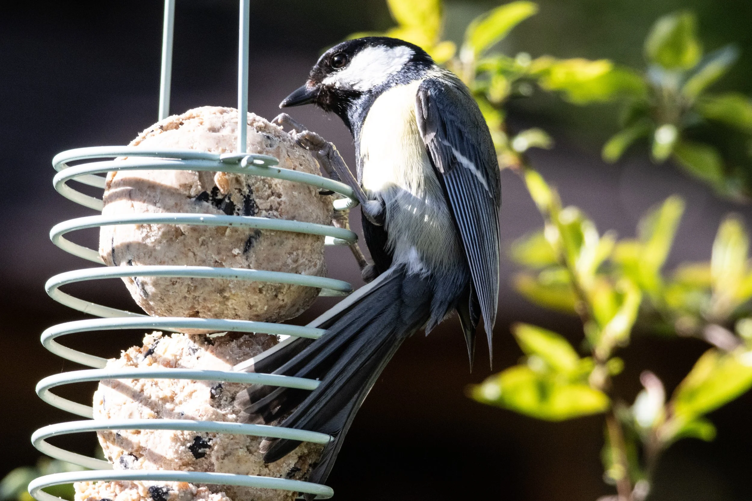 23.04.2023 - Kohlmeise