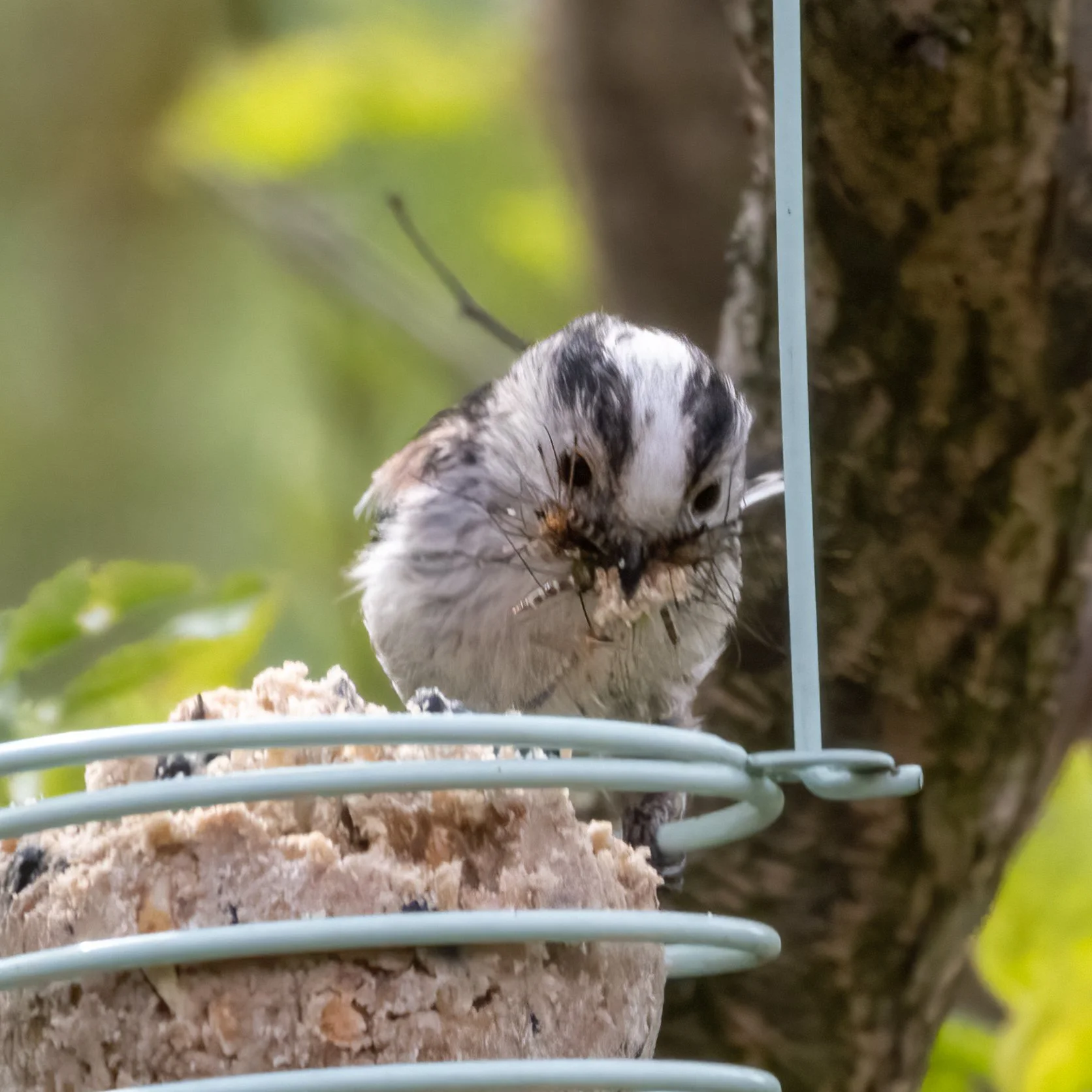 23.04.2023 - Schwanzmeise