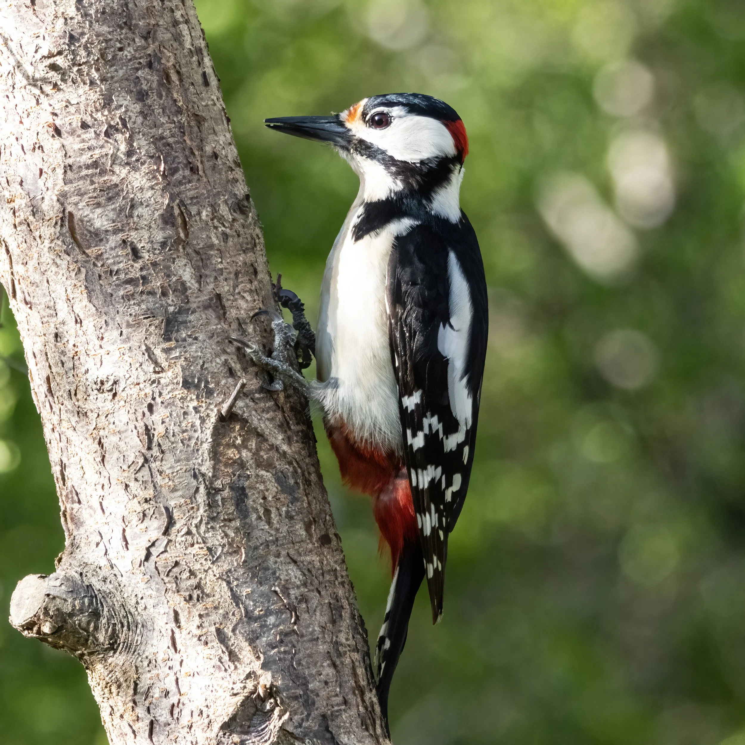 23.04.2023 - Buntspecht