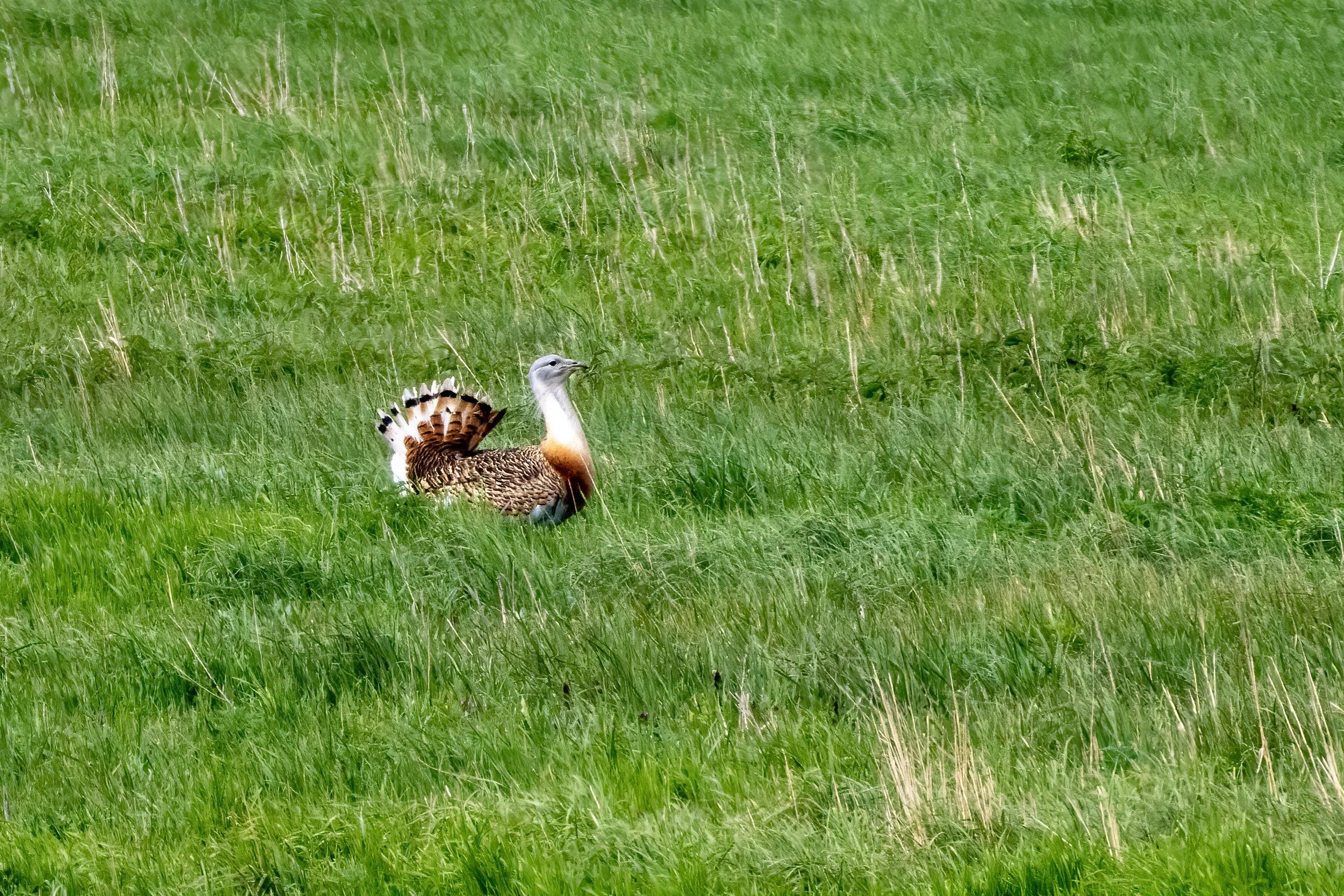 01.05.2023 - Großtrappe
