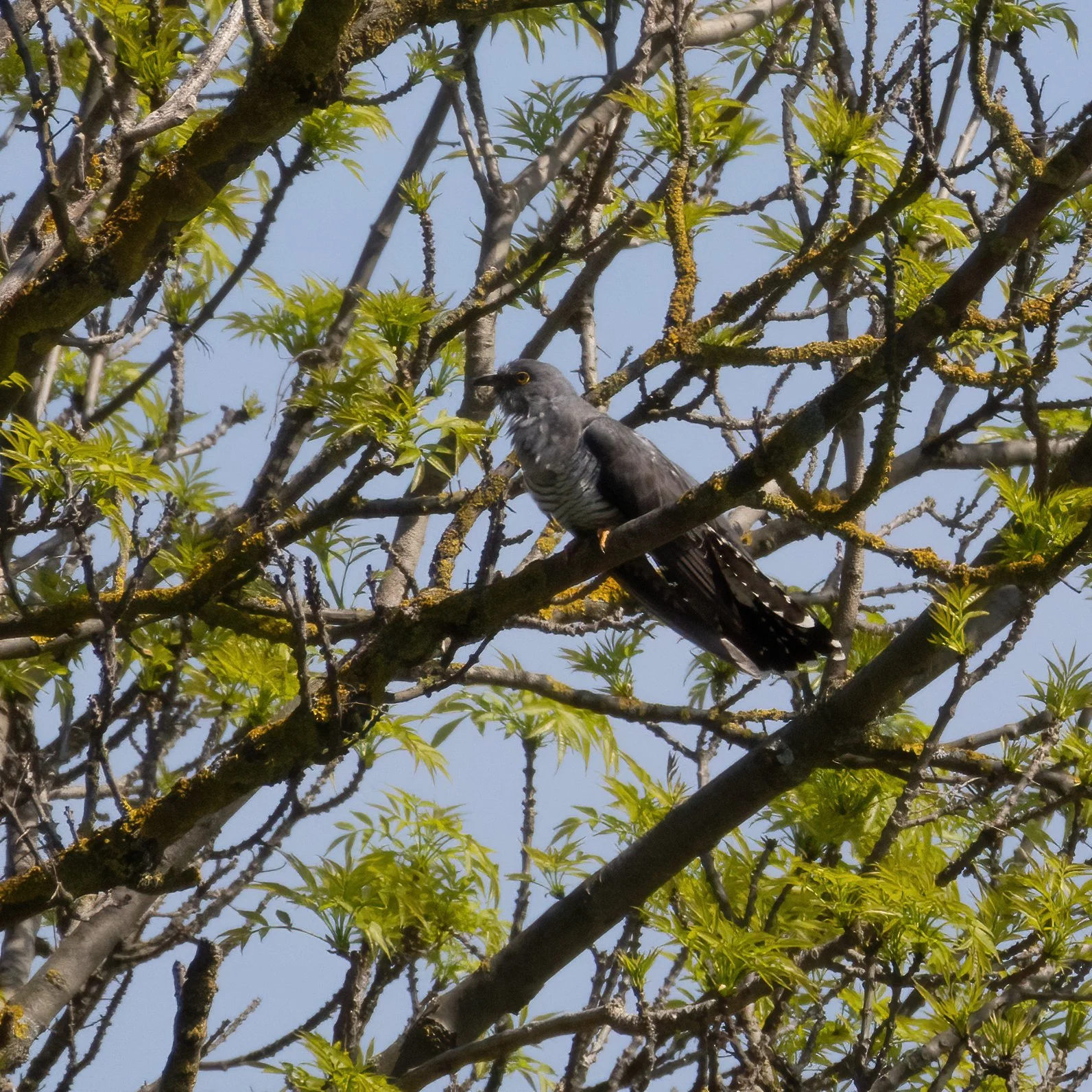 05.05.2023 - Kuckuck