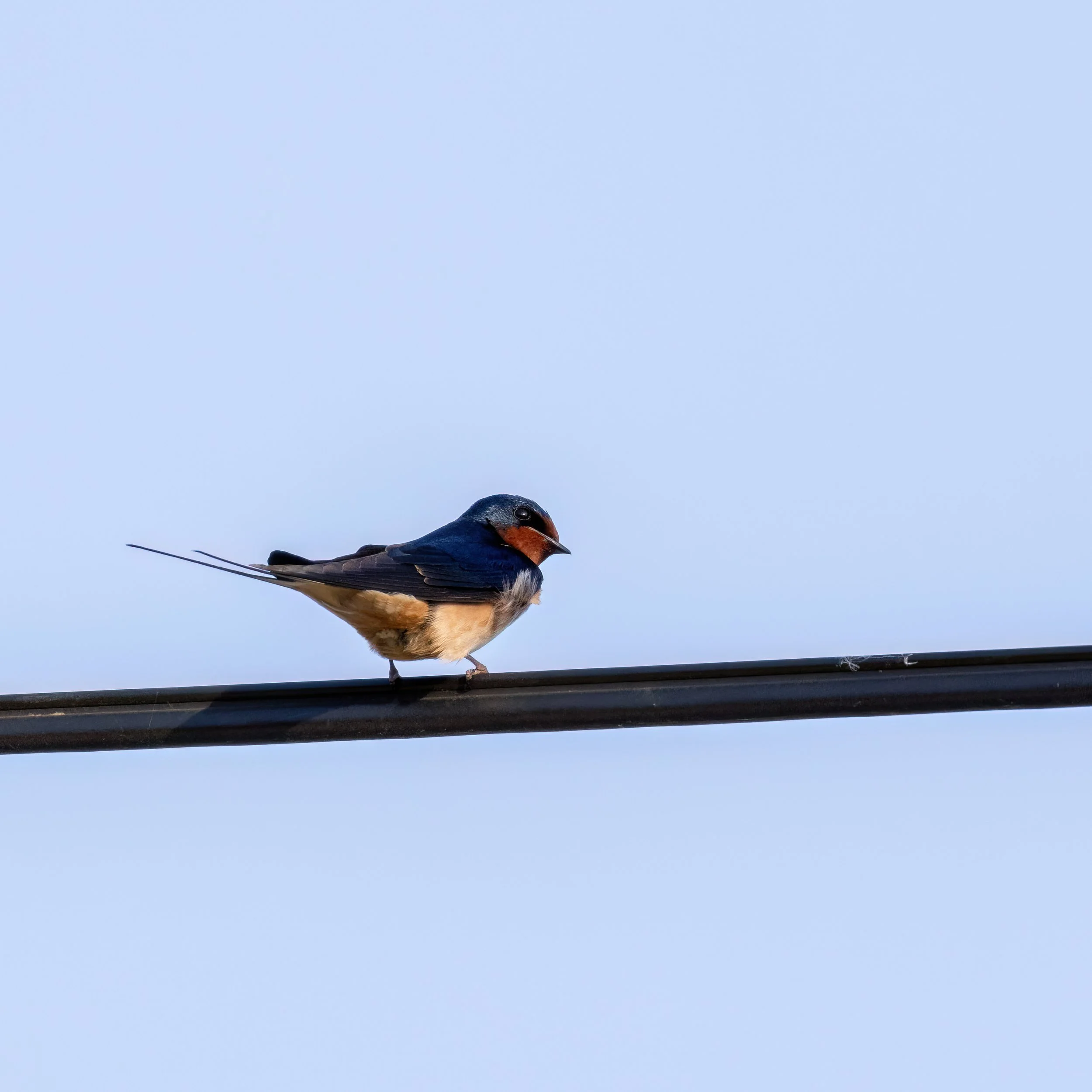 05.05.2023 - Rauchschwalbe