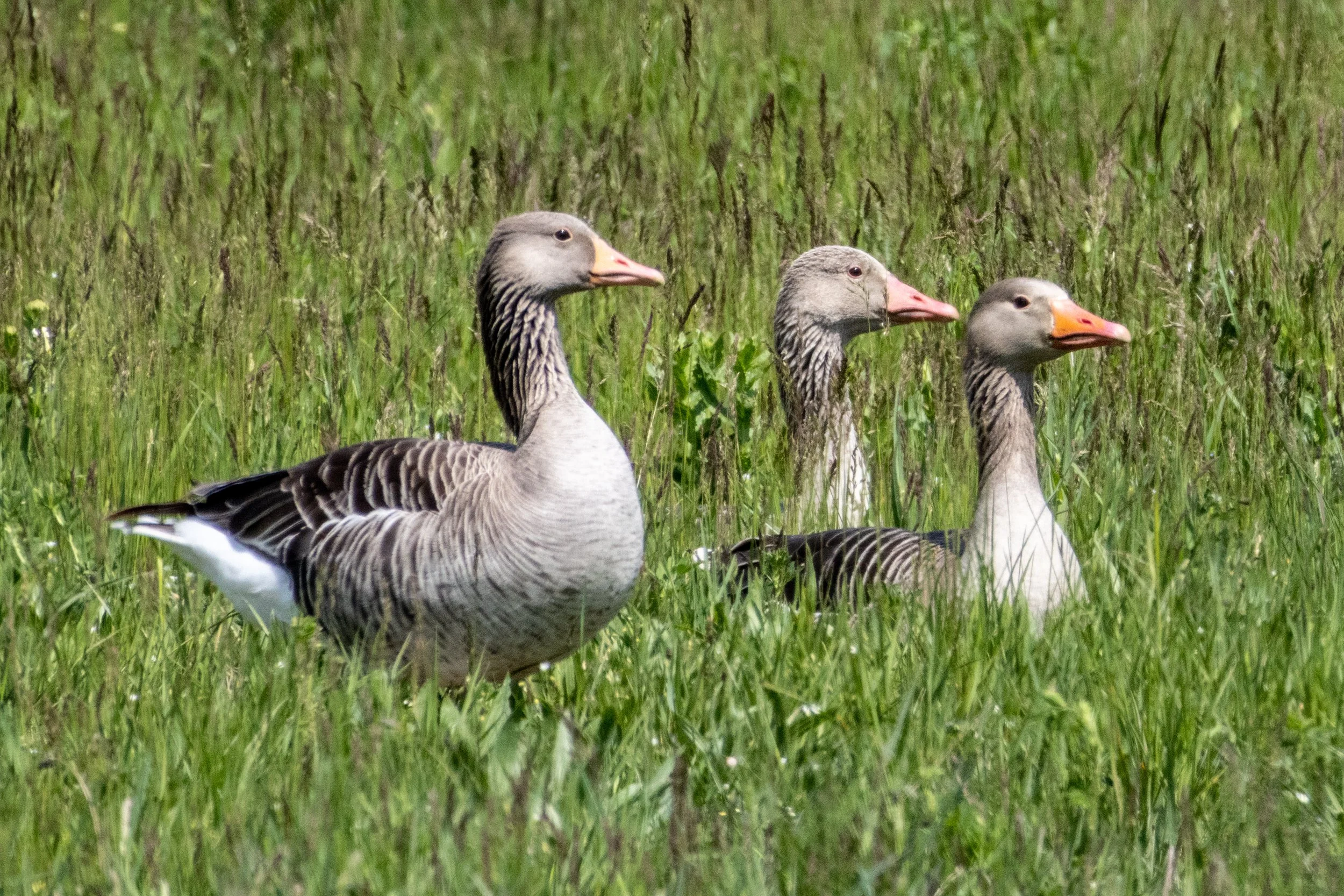 01.05.2023 - Graugänse