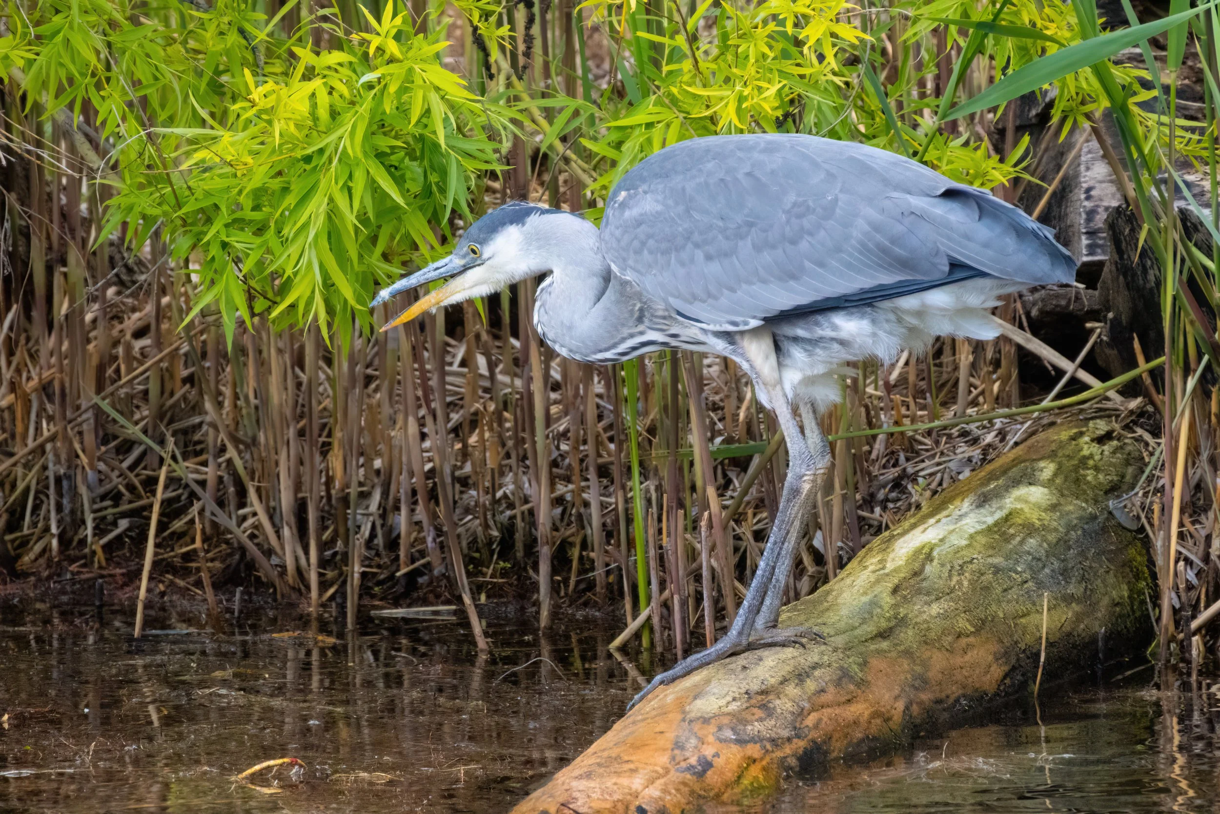 07.05.2023 - Graureiher