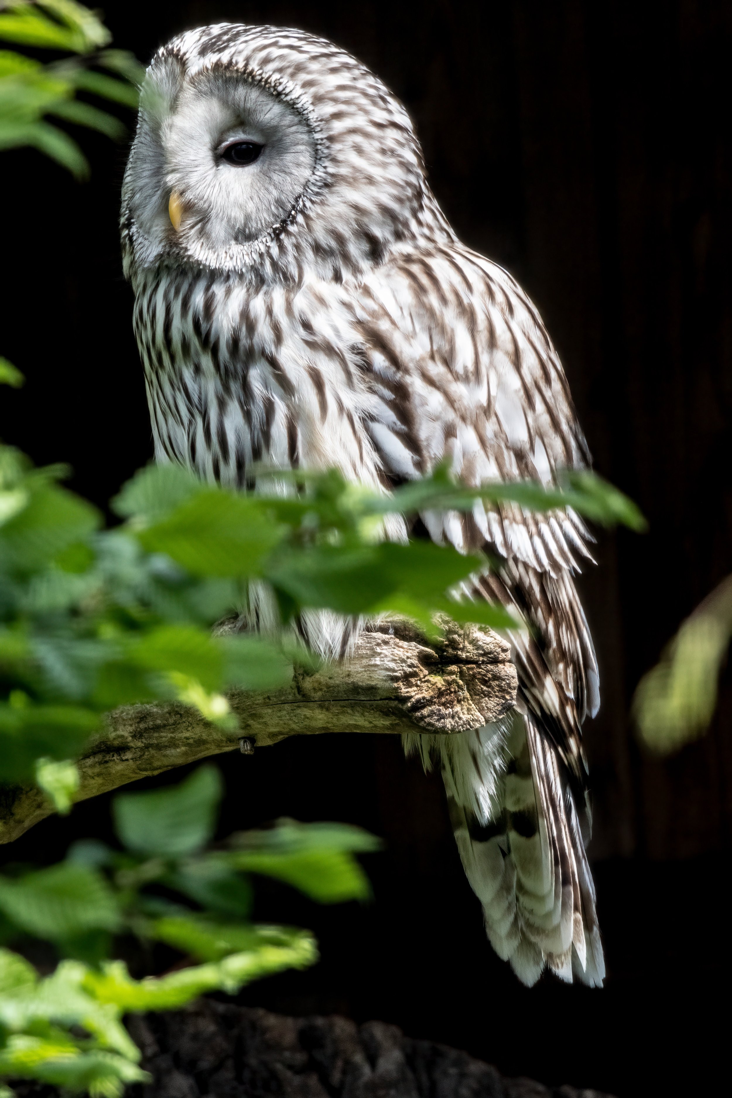 07.05.2023 - Habichtskauz